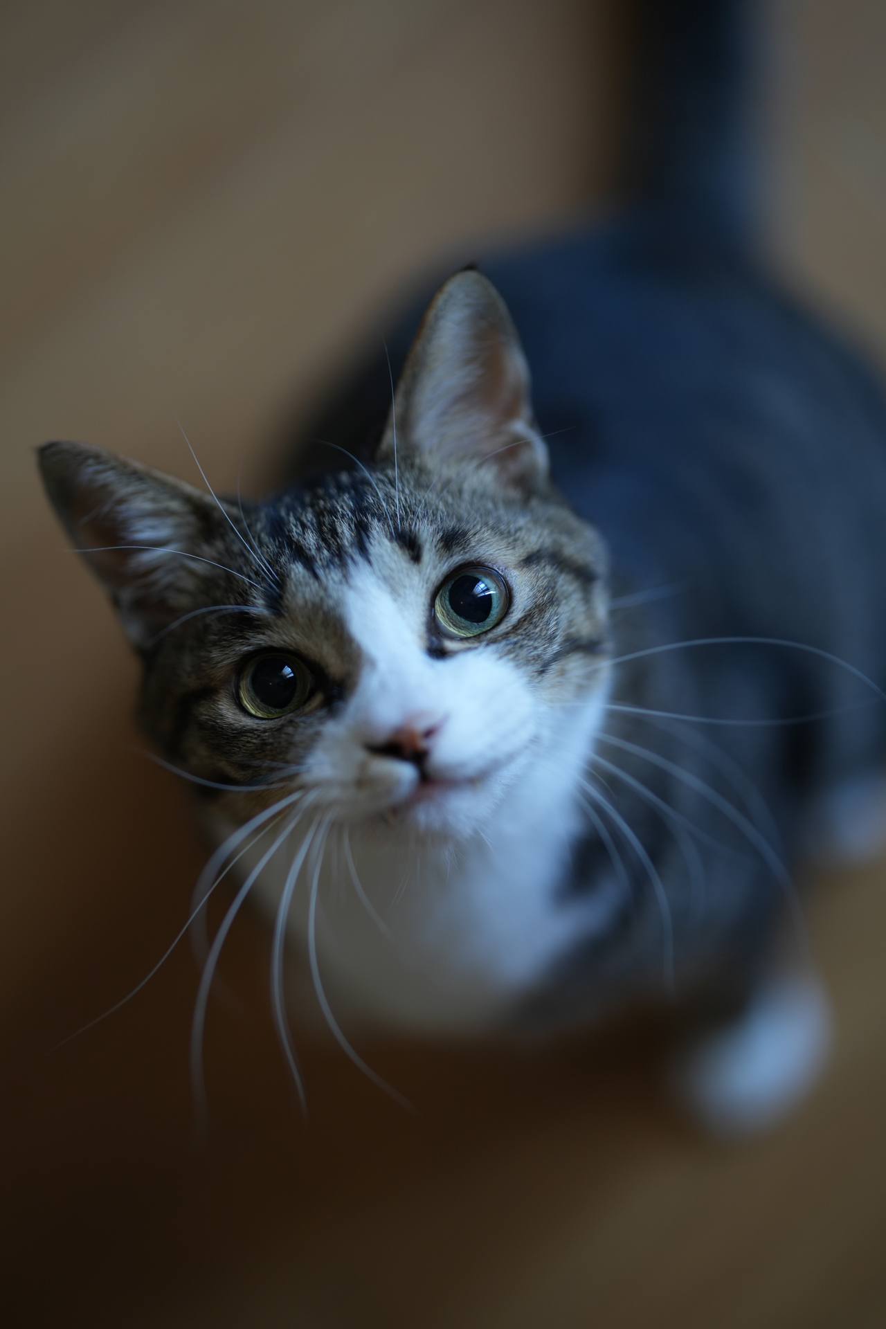 ソニー α7R V／Otus ML 1.4/85／絞り優先AE（1/100秒、F1.6、−0.3EV）／ISO 250