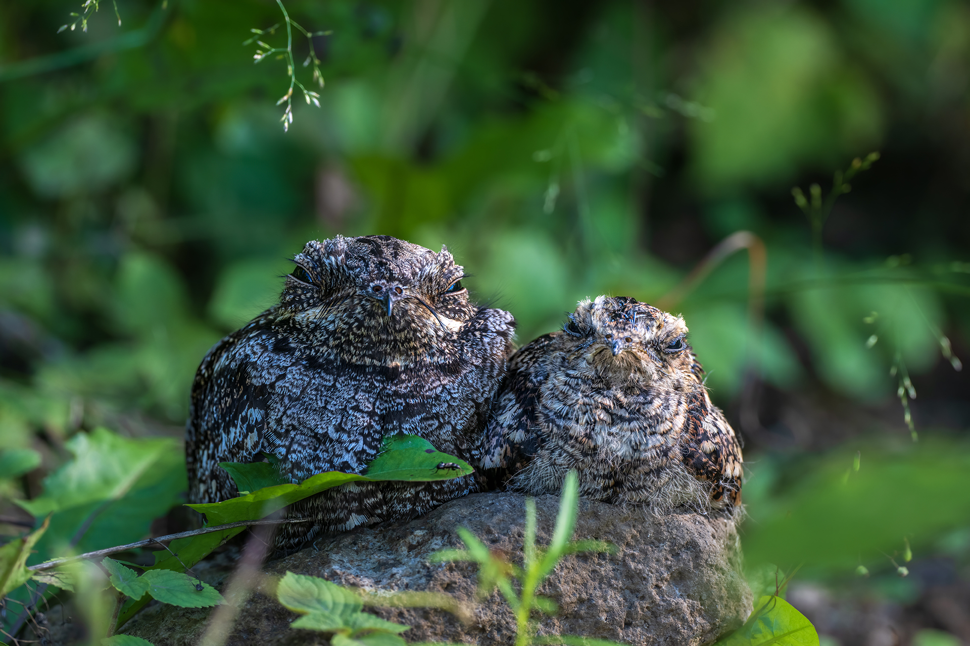 半田さんの作品