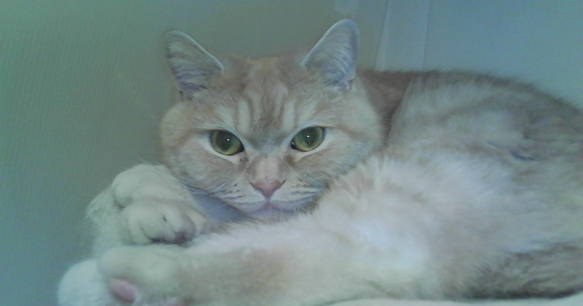 作例提供：株式会社サイトロンジャパン