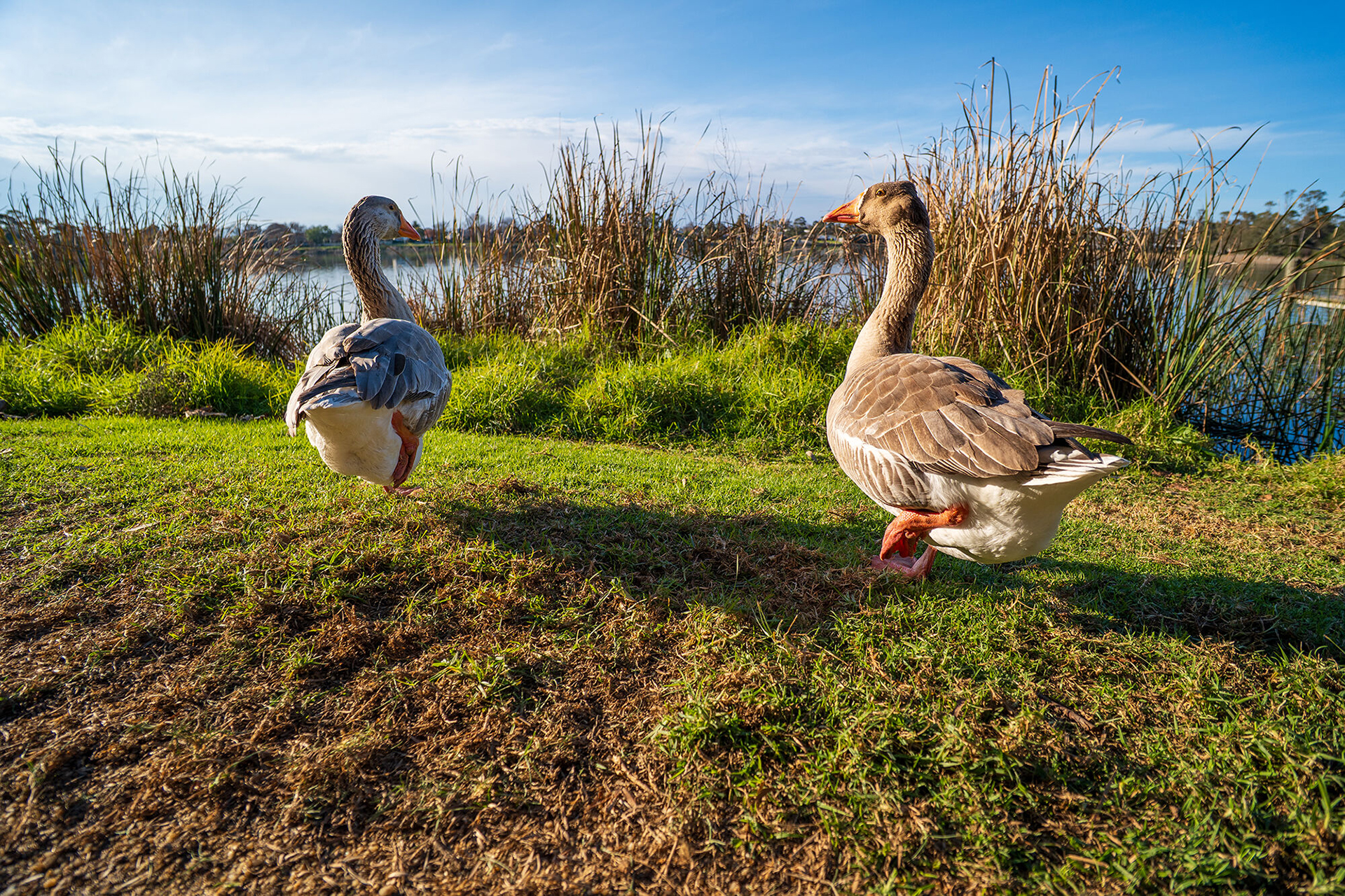 作例提供：株式会社ケンコー・トキナー