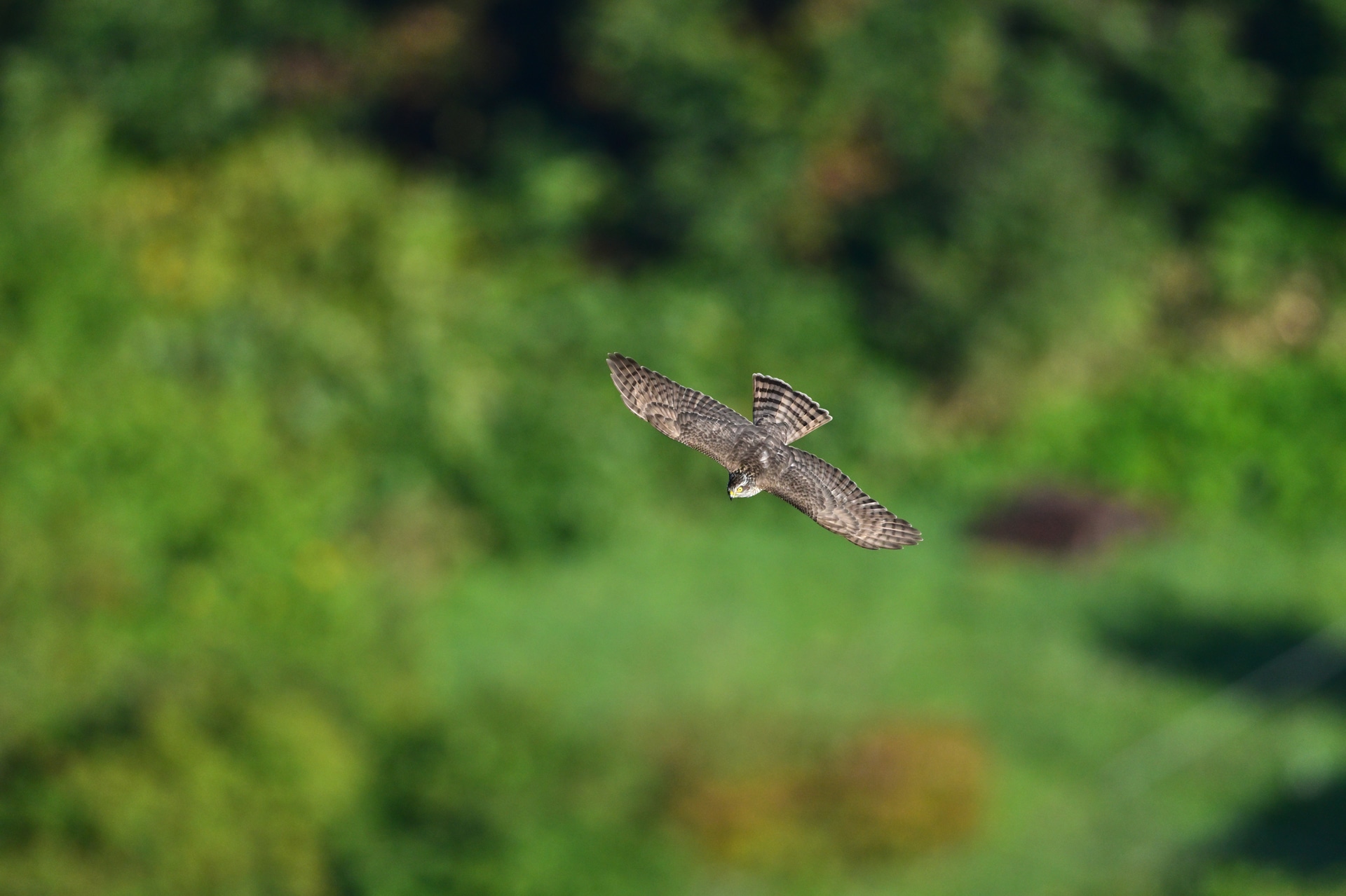 <span class="fnt-110"><b>素早く野鳥を発見・識別できる</b></span><br>野鳥撮影はまず野鳥を発見して識別することから。双眼鏡を使えば肉眼の何倍もの素早さで鳥を発見でき、事前に撮影の準備ができる。また不用意に野鳥に近づいて、逃げられてしまうことも少なくなる