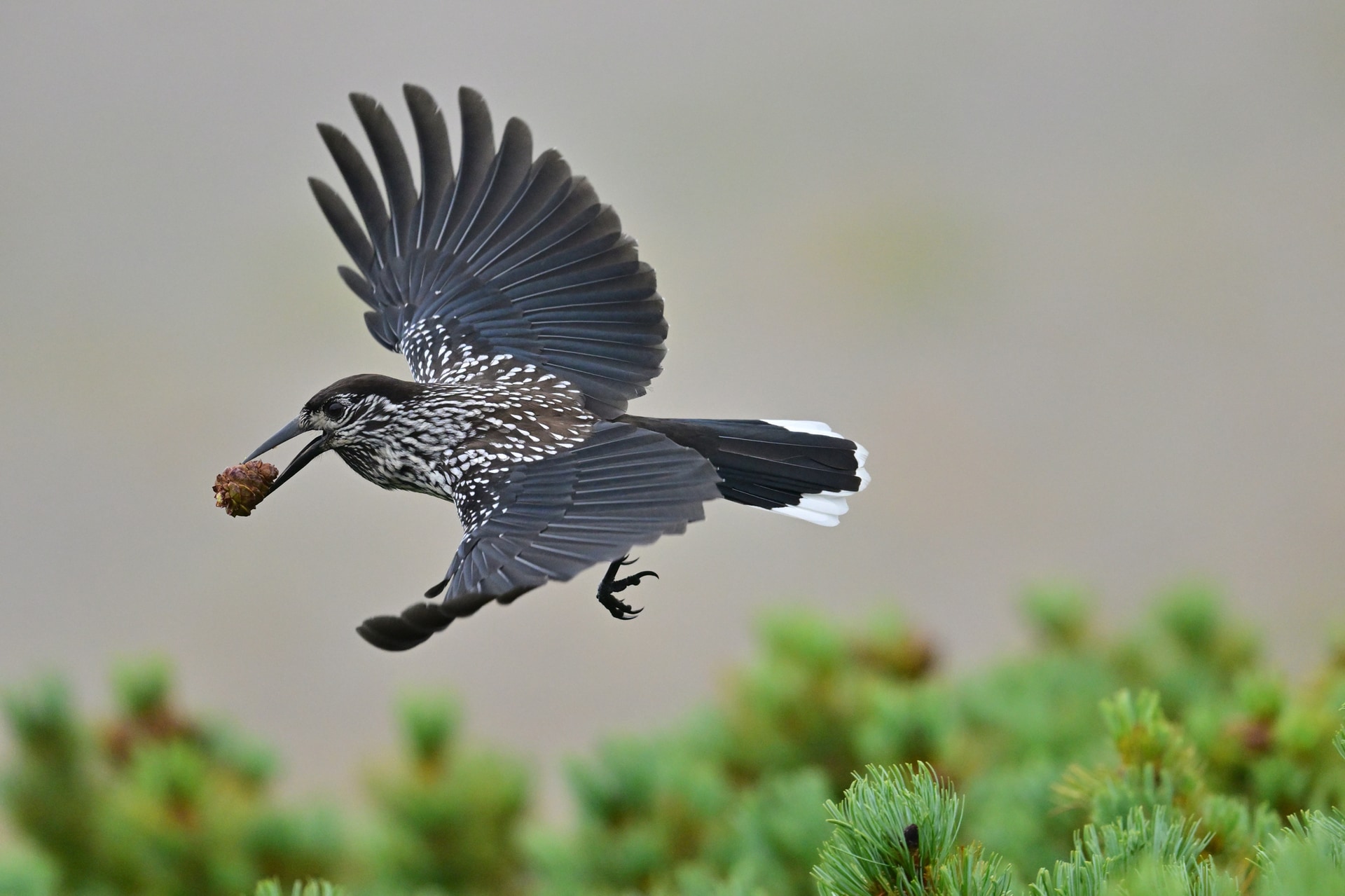 <span class="fnt-110"><b>観察して野鳥の動きを先読みする</b></span><br>野鳥に限らず、野生生物の撮影は撮影技術よりも観察力が重要だ。観察を通じて種ごとの基本生態や個体ごとの性格の違いを知れることはもちろん、動きを先読みできるようになることで、撮影がしやすくなる