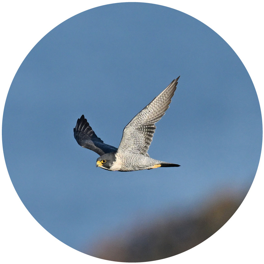 <span class="fnt-110"><b>8倍</b></span><br>高倍率モデルに比べて視野が広く明るいので、野鳥を導入しやすいのが特徴。そのため初心者でも扱いやすく、初めての1台におすすめだ