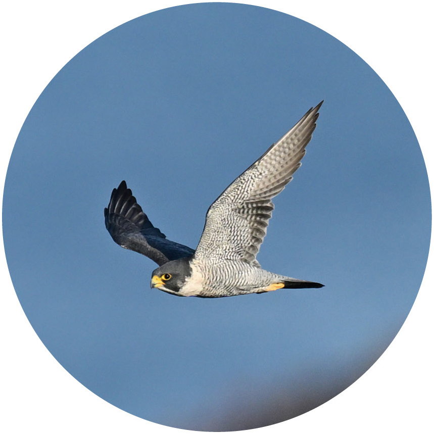 <span class="fnt-110"><b>10倍</b></span><br>適度な倍率と重量で、双眼鏡としてバランスが良い。筆者は対物レンズ径が異なる10×42、10×32、10×25の10倍双眼鏡を使い分けている