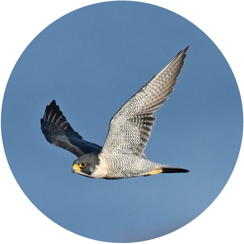 <span class="fnt-110"><b>12倍</b></span><br>双眼鏡で野鳥を少しでも大きく見たい場合に最適。泥濘地や船上など、三脚を立てられず地上望遠鏡を使えない場所で威力を発揮する