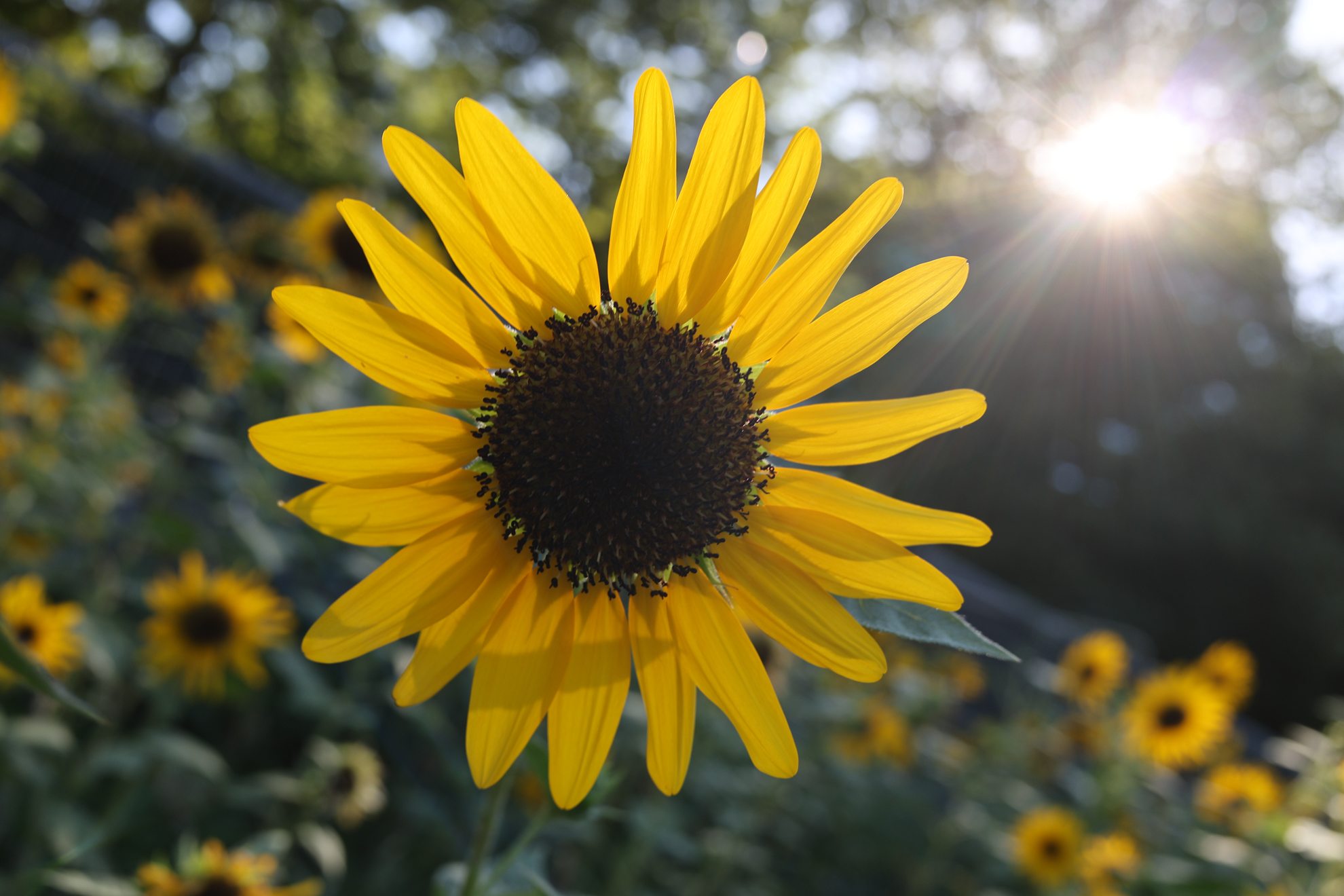 キヤノン EOS R8／RF28mm F2.8 STM／絞り優先AE（1/100秒、F5.6、−0.3EV）／ISO 100