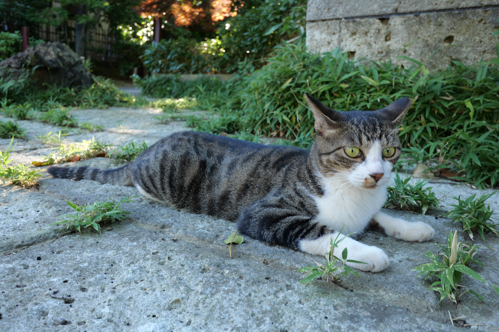 パナソニック LUMIX S9／LUMIX S 26mm F8／プログラムAE（1/30秒、F8.0、±0.0EV）／ISO 640