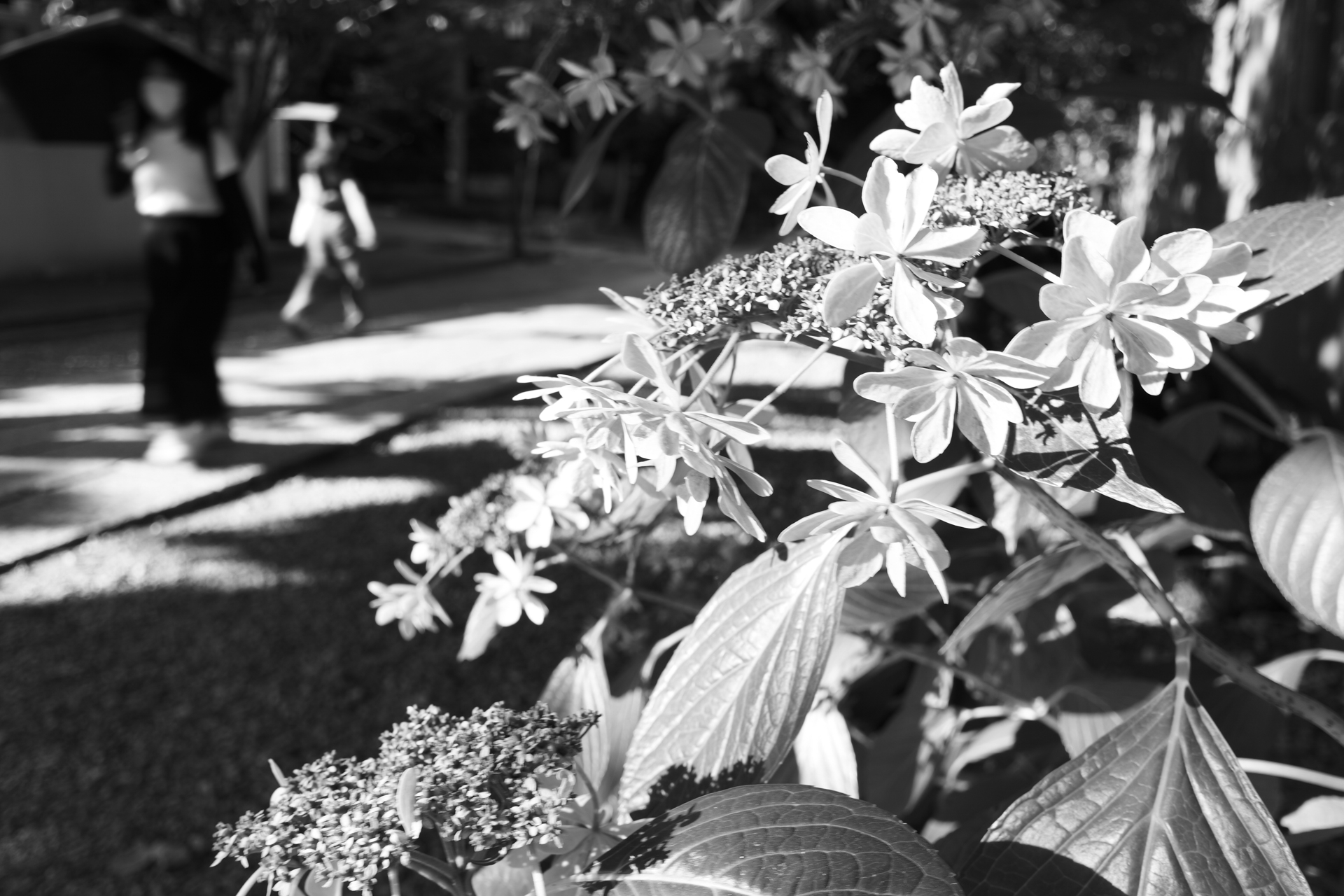 パナソニック LUMIX S9／LUMIX S 26mm F8／プログラムAE（1/30秒、F8.0、+1EV）／ISO 100