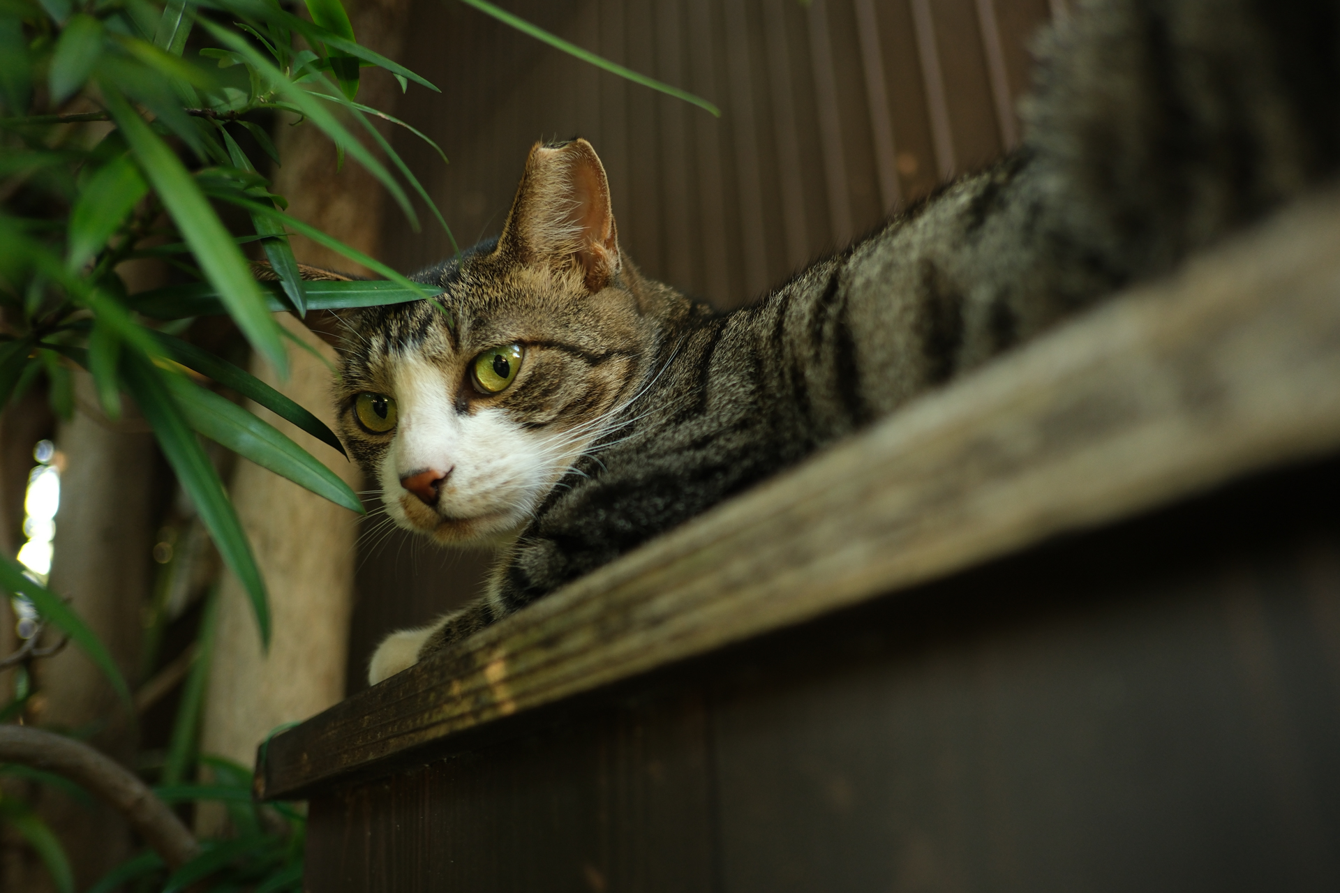 富士フイルム X-H2S／XF18mmF2 R／絞り優先AE（1/100秒、F2.0、−1.3EV）／ISO 500