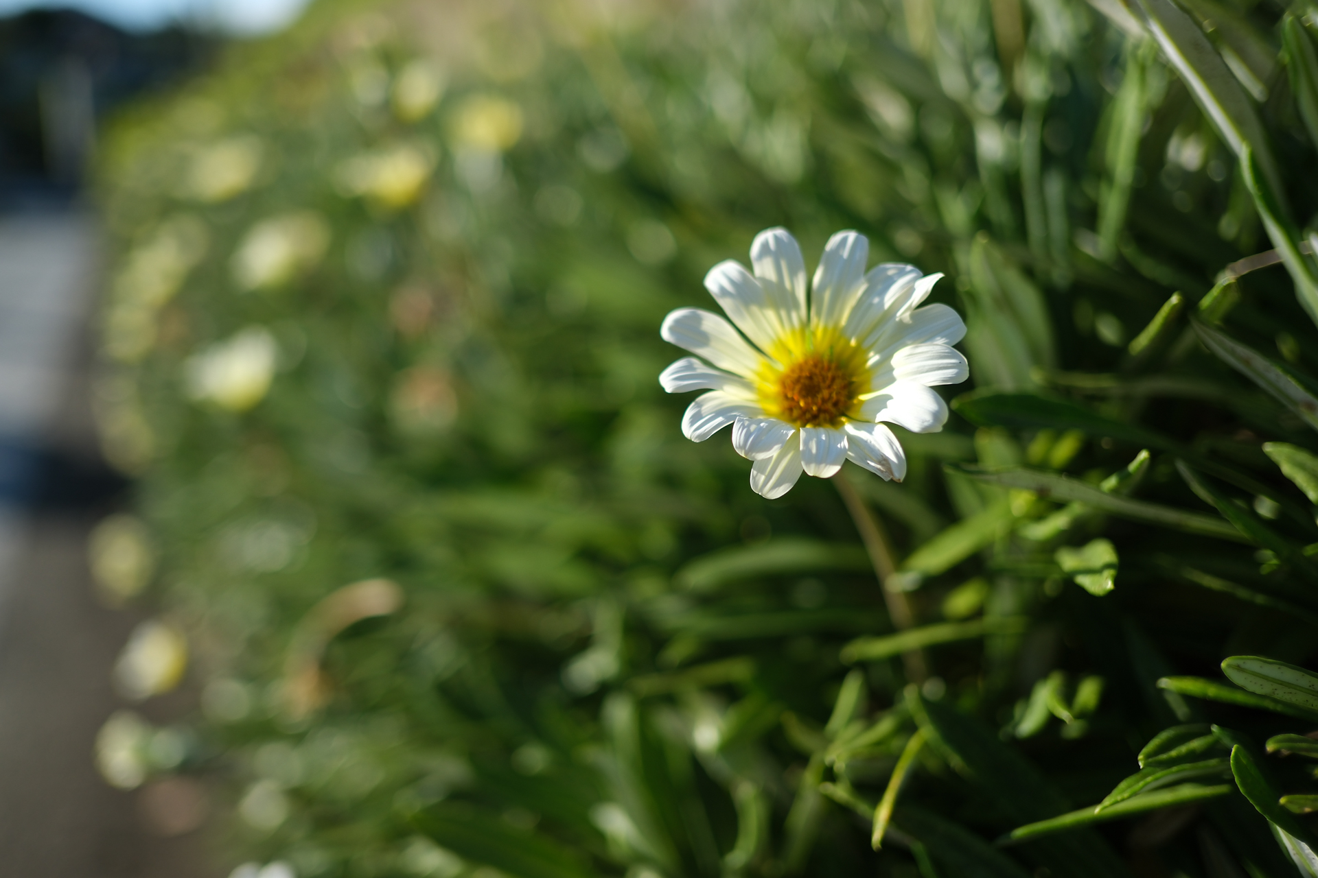 富士フイルム X-H2S／XF18mmF2 R／絞り優先AE（1/2,200秒、F2.0、±0.0EV）／ISO 180