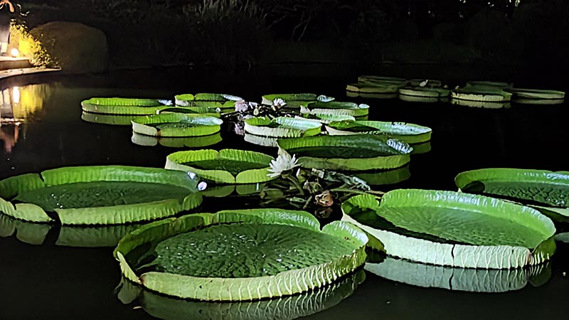 オオオニバス（2024年9月撮影）