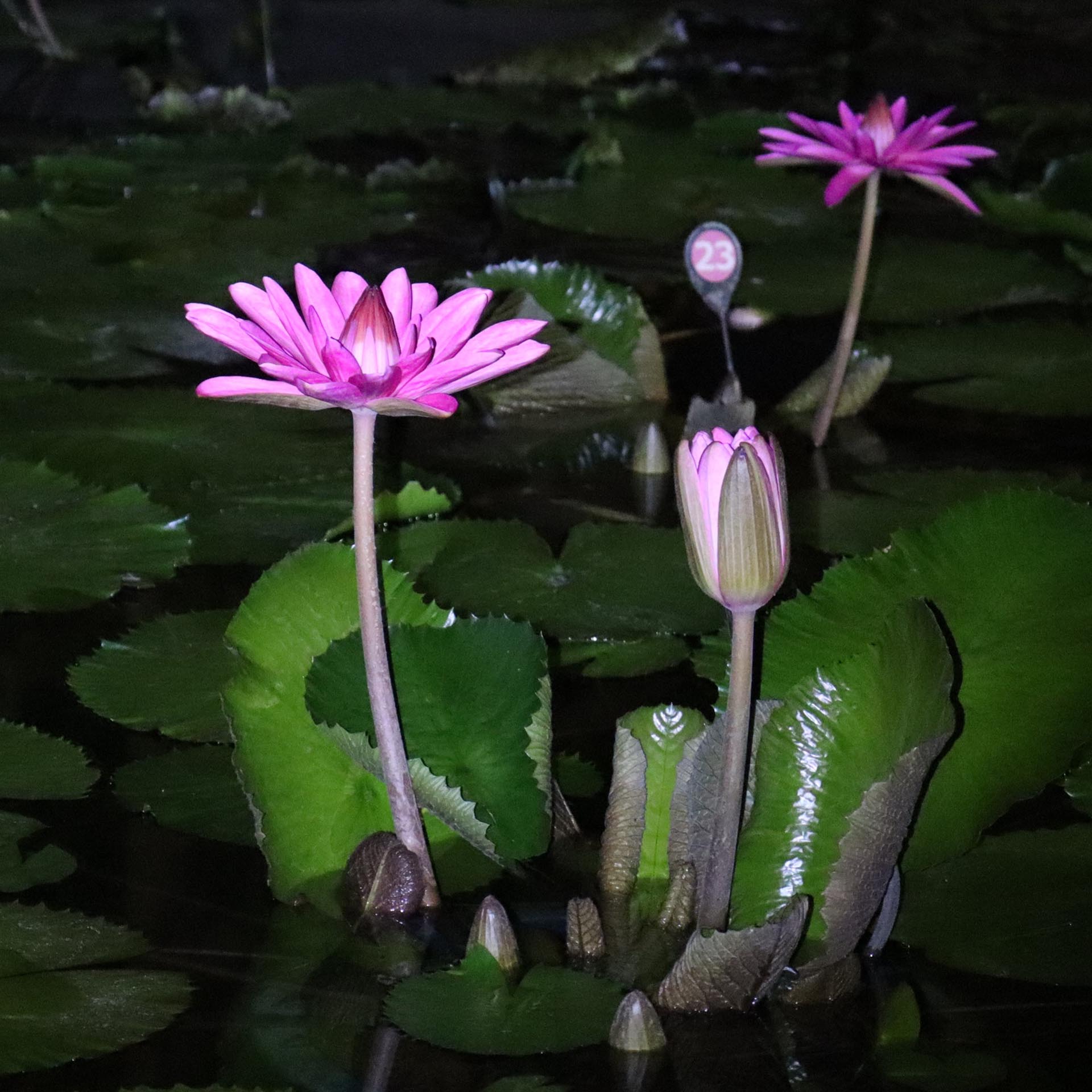 熱帯スイレン（夜咲き）