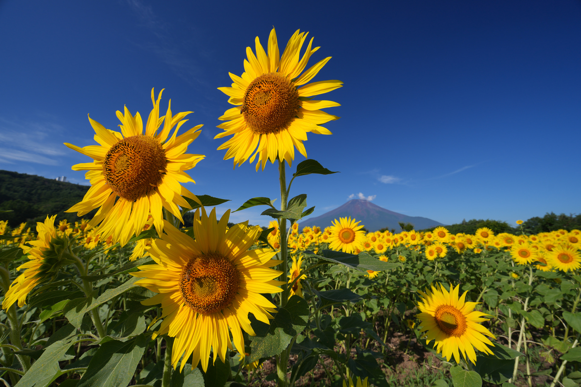 <span class="fnt-110"><b>青空を濃厚に表現する</b></span><br>超広角で不用意にC-PLフィルターを使用すると青空に偏光ムラが起きやすいが、太陽の位置によっては14mmの超広角でも青空を暗く落とし、色彩コントラストを高められる<br><span class="fnt-85">ソニー α7R V／サムヤン AF 14-24mm F2.8 FE／14mm／絞り優先AE（F8、1/200秒、＋0.3EV）／ISO 100／WB：太陽光</span>