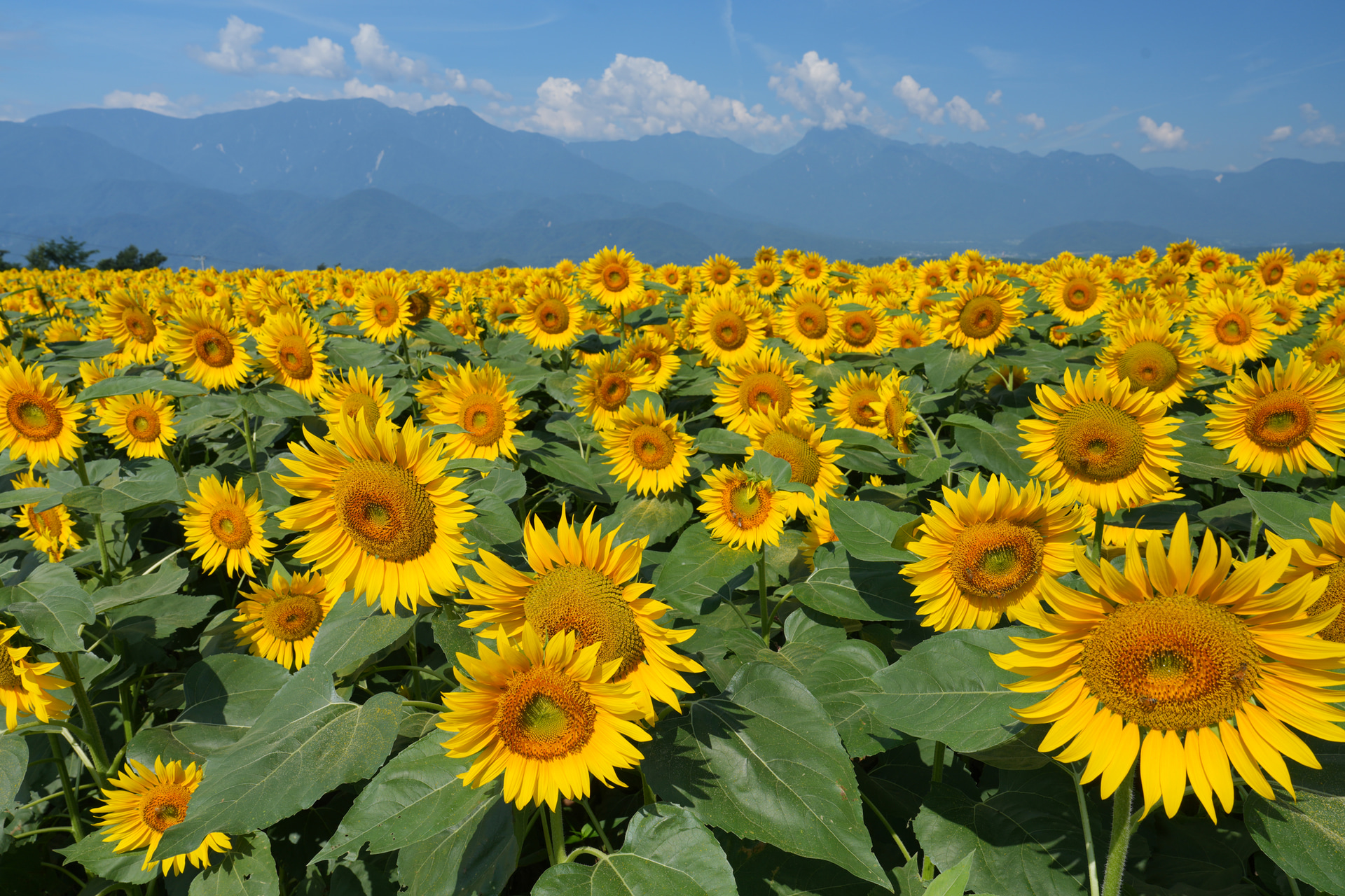 <span class="fnt-110"><b>花と葉の反射を防いで階調を引き出す</b></span><br>C-PLフィルターで葉のテカリを抑えて、ヒマワリの鮮やかさを際立たせた。反射を取り除き過ぎないのがコツ<br><span class="fnt-85">ソニー α7R V／FE 24-70mm F2.8 GM II／27mm／絞り優先AE（F11、1/125秒、±0EV）／ISO 100／WB：太陽光</span>