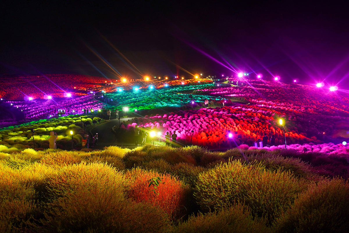 コキアライトアップ