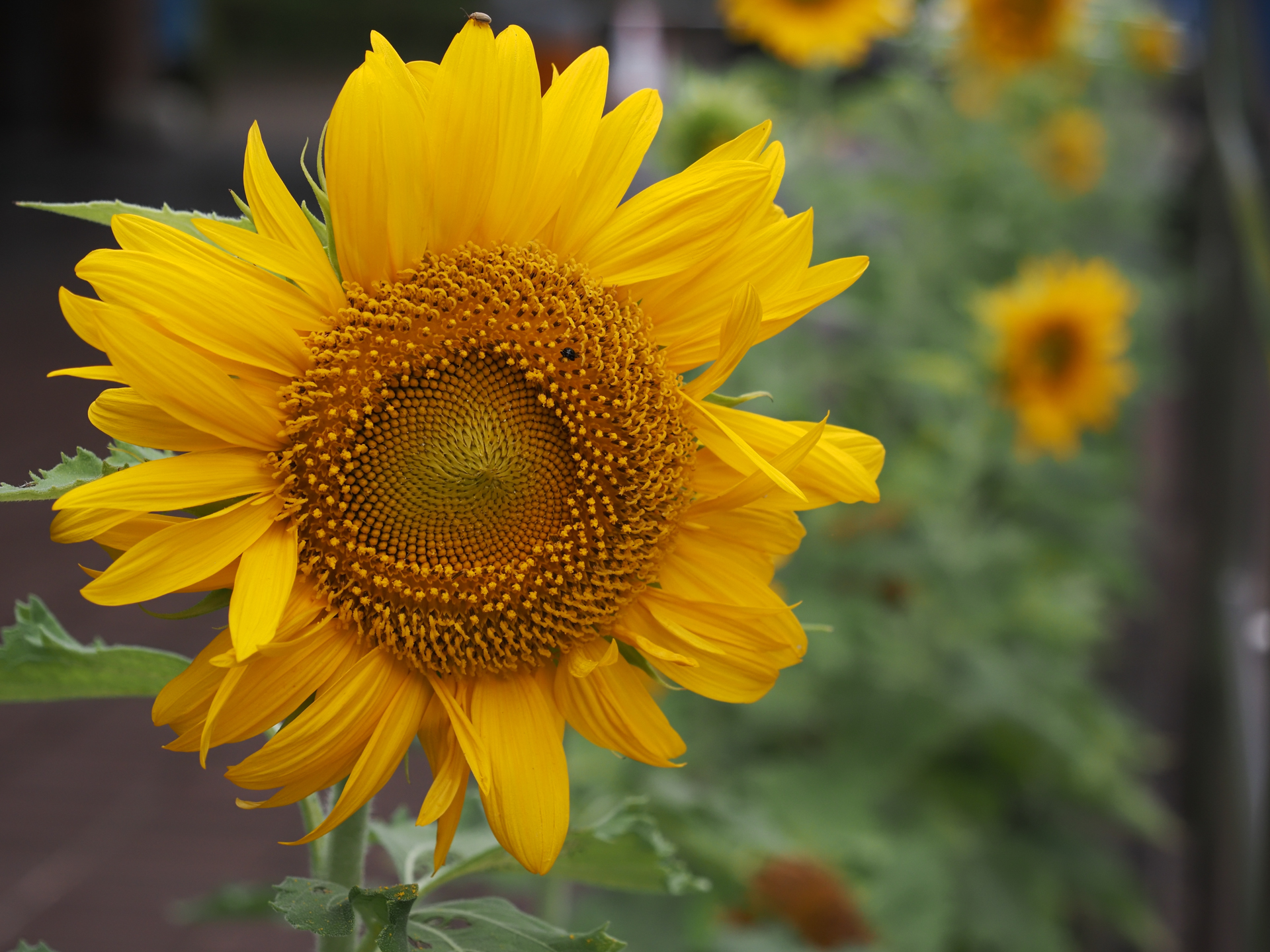 開放絞りF4でもテレ端方向にセットし近寄ればそこそこにボケる例です。ボケ味は大きくありませんが自然です。<br><span class="fnt-85">OM SYSTEM OM-5 Mark II／M.ZUIKO DIGITAL ED 12-45mm F4.0 PRO／45mm（90mm相当）／プログラムAE（1/800秒、F4.5、−0.3EV）／ISO 400</span>