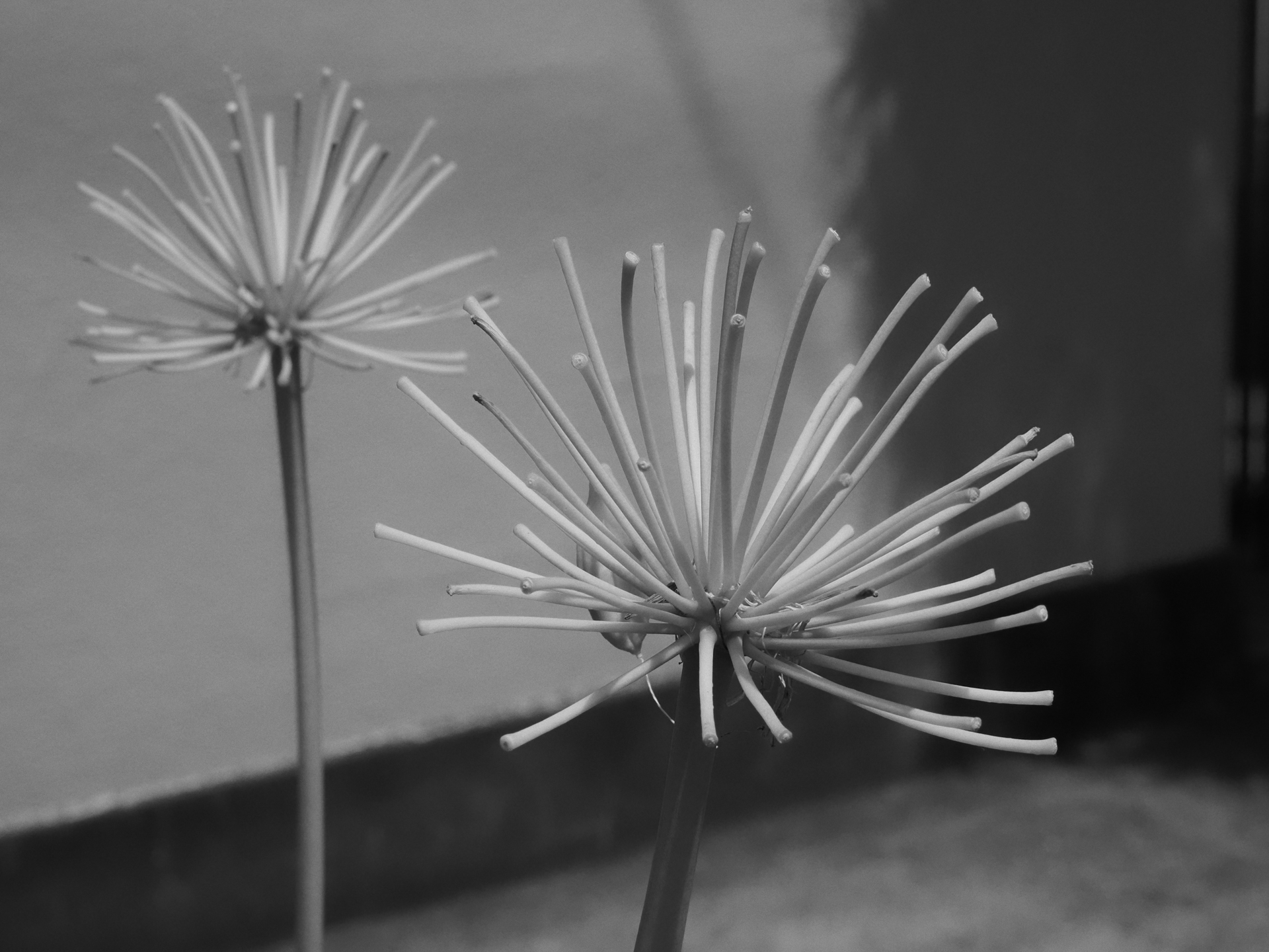 被写体や背景に色味が乏しいのでモノトーン設定してみました。自然な階調を得ることができます。<br><span class="fnt-85">OM SYSTEM OM-5 Mark II／M.ZUIKO DIGITAL ED 12-45mm F4.0 PRO／45mm（90mm相当）／プログラムAE（1/640秒、F14、−0.7EV）／ISO 400</span>