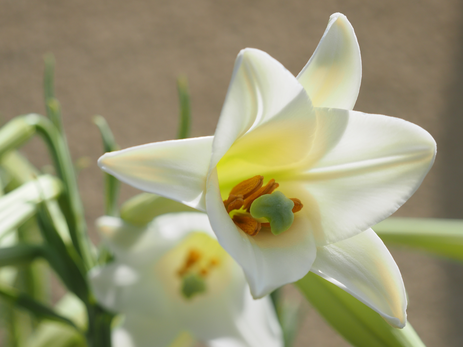 咲き始めた百合の花。至近距離ですが良い感じの描写ですね。真夏のトップからの光なのでそこそこに複雑な光線状態ですが、階調をうまく繋ぎます。<br><span class="fnt-85">OM SYSTEM OM-5 Mark II／M.ZUIKO DIGITAL ED 12-45mm F4.0 PRO／45mm（90mm相当）／プログラムAE（1/2,500秒、F4.5、+0.7EV）／ISO 400</span>