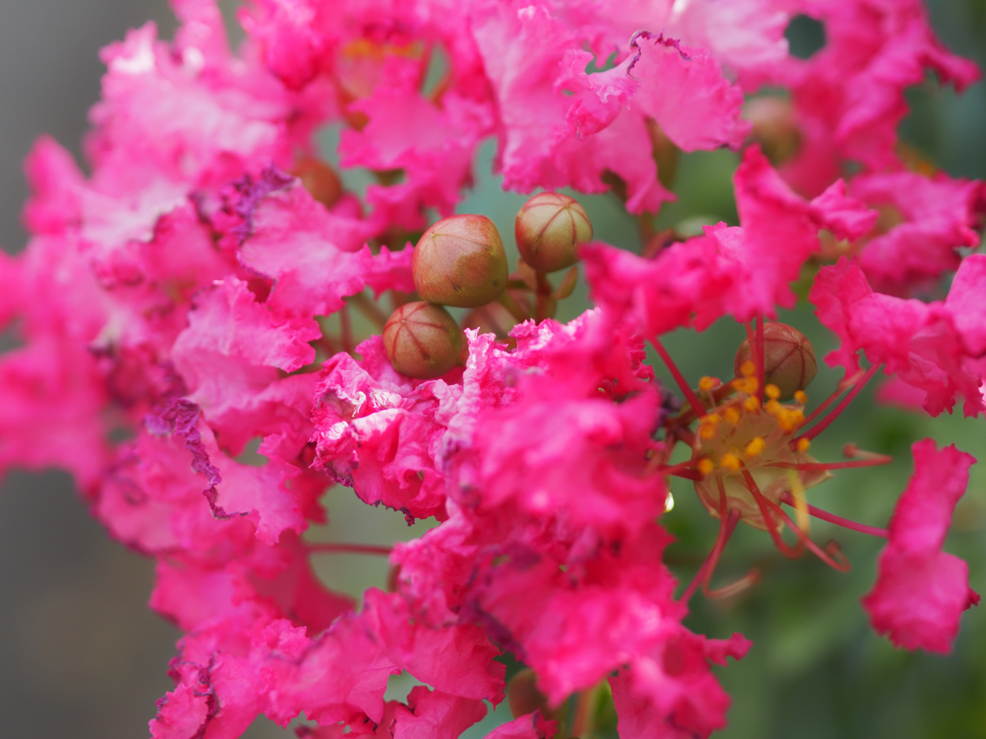 フォーサーズ時代の古いマクロレンズですが、硬すぎない描写が気に入っています。外観は驚くほどカッコ悪いですけど。<br><span class="fnt-85">OM SYSTEM OM-5 Mark II／ZUIKO DIGITAL 35mm F3.5／35mm（70mm相当）／プログラムAE（1/1,250秒、F4.0、−0.7EV）／ISO 400</span>