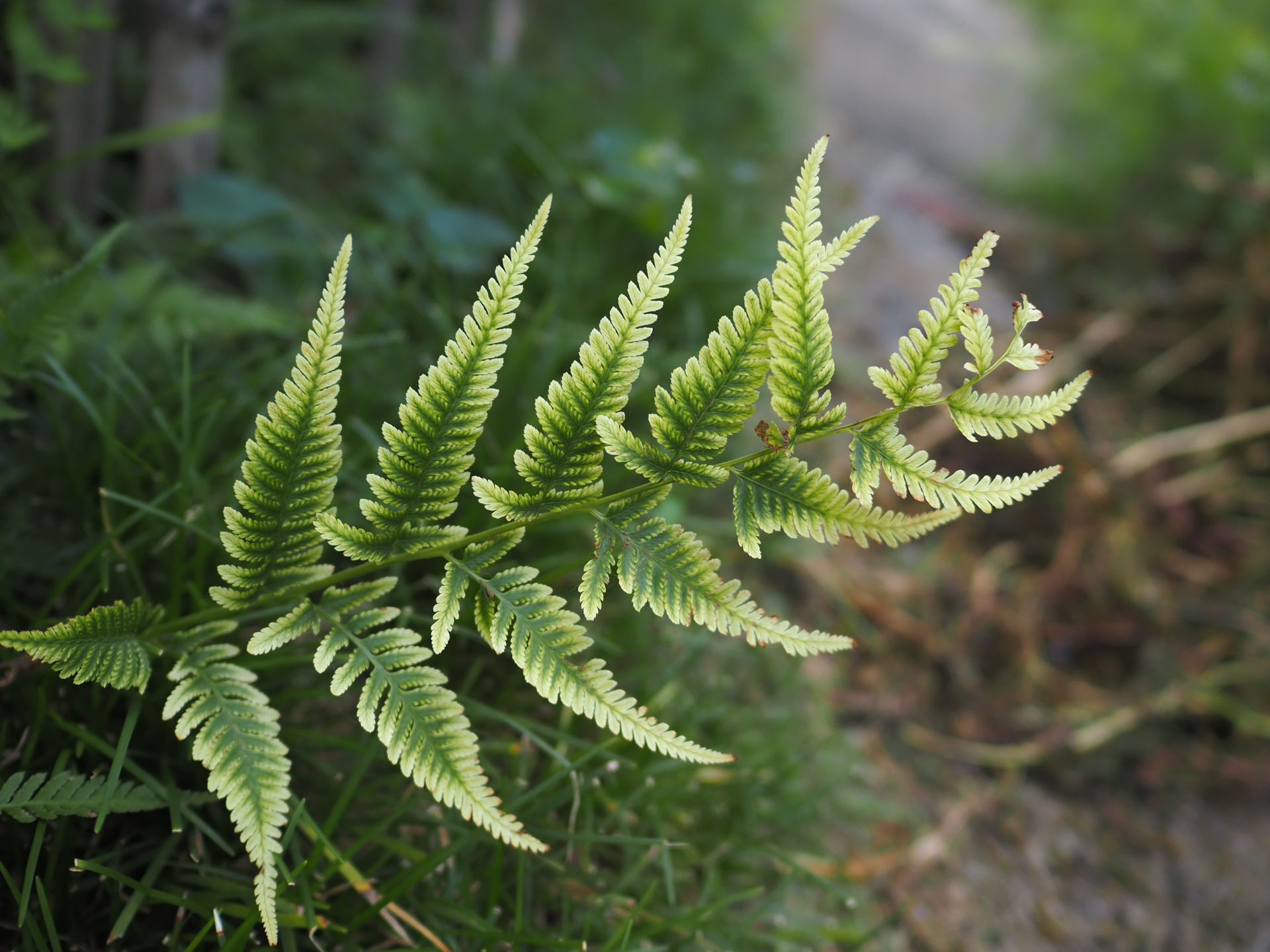 住宅街の裏道を歩いていたらシダが飛び出していたので、ノールックでカメラを膝のあたりにつけて、シャッターを切りました。<br><span class="fnt-85">OM SYSTEM OM-5 Mark II／LEICA DG SUMMILUX 15mm / F1.7 ASPH.／15mm（35mm相当）／絞り優先AE（1/2,000秒、F2.0、−0.7EV）／ISO 400</span>