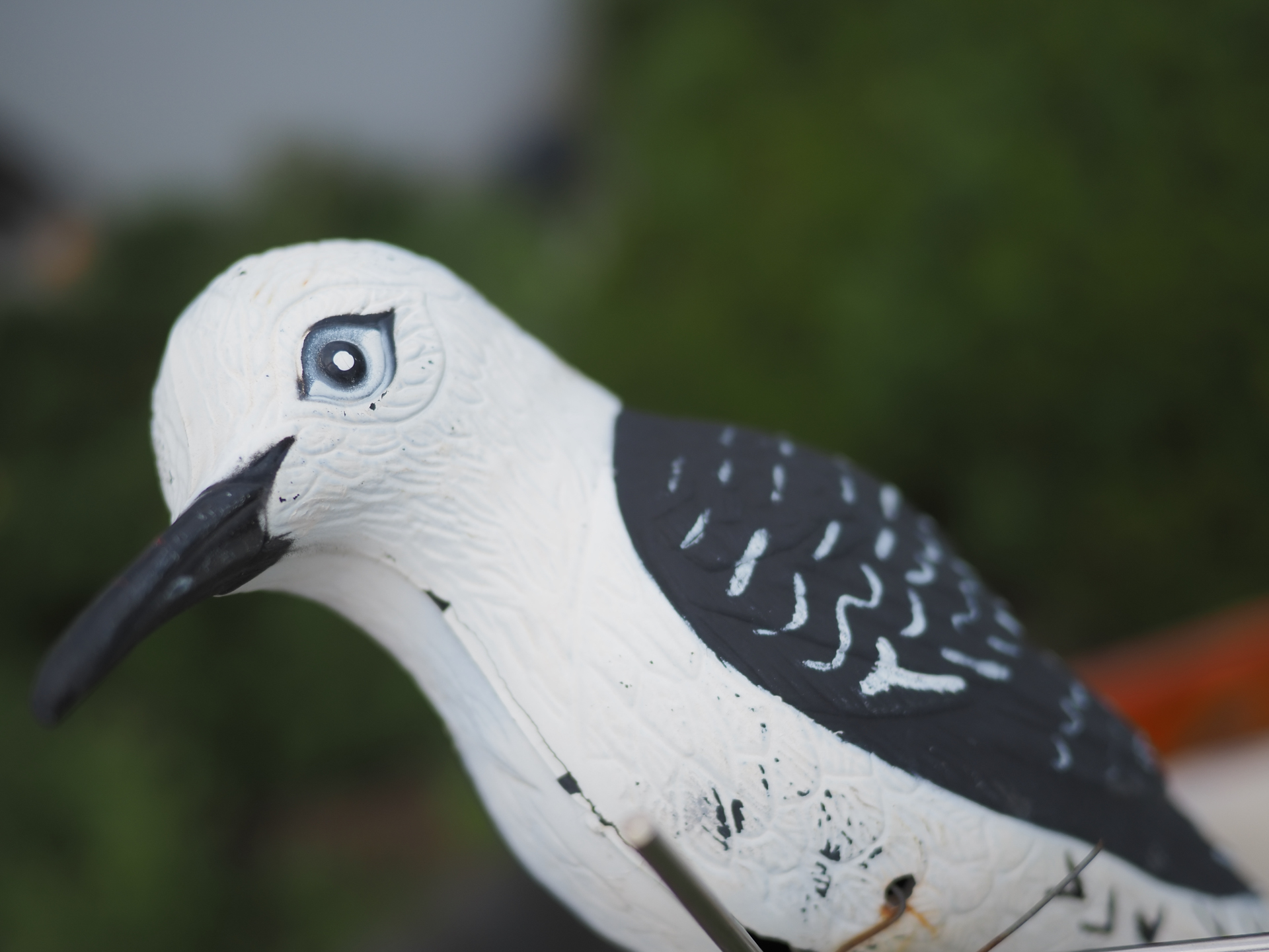 柵の向こうにデコイがあったのでノールックで適当に撮影したのですが、ちゃんと目にフォーカシングされています。<br><span class="fnt-85">OM SYSTEM OM-5 Mark II／LUMIX G 20mm / F1.7 ASPH.／20mm（40mm相当）／絞り優先AE（1/4,000秒、F2.0、−0.7EV）／ISO 200</span>