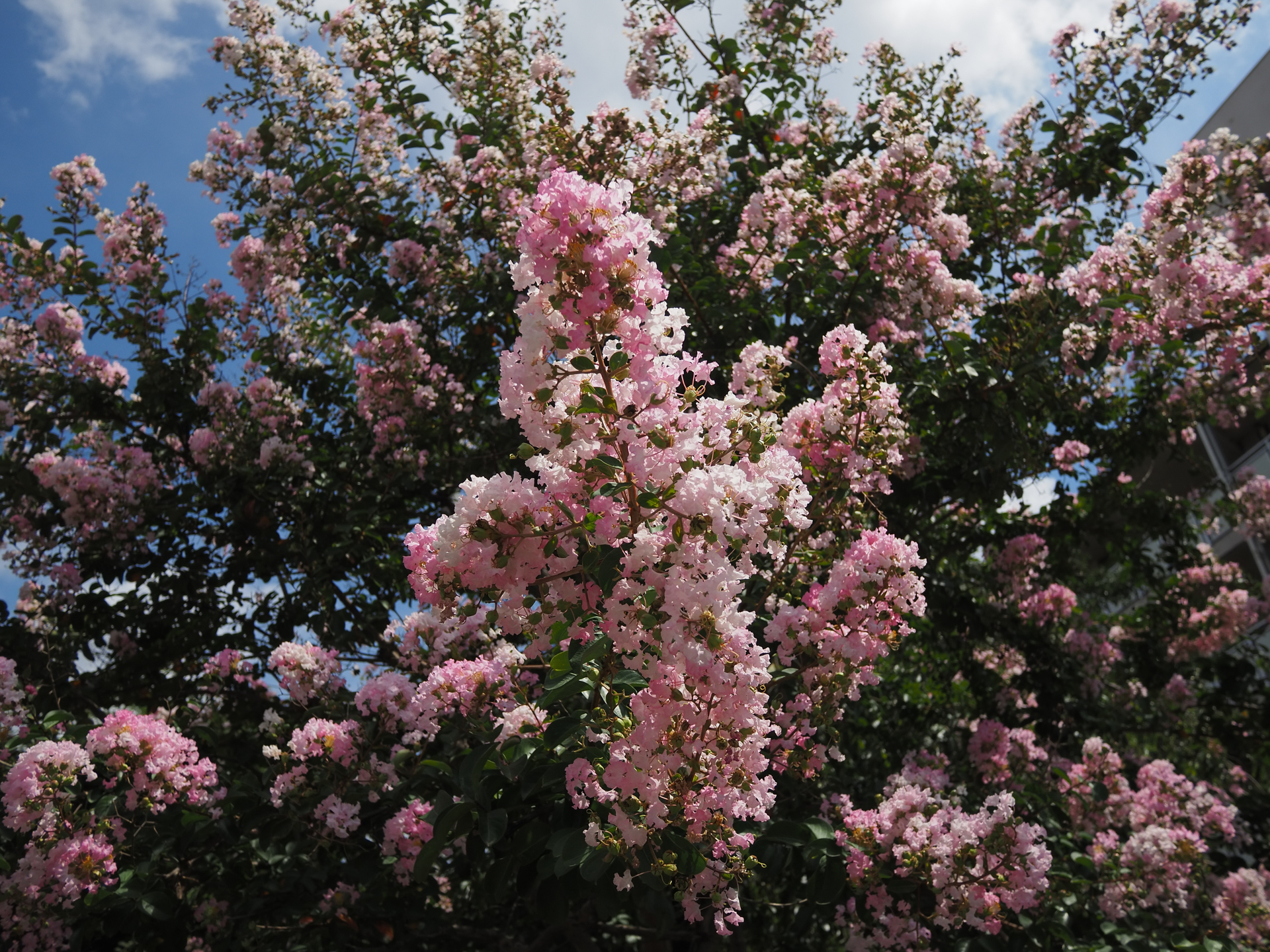 ざわざわしたもの、って撮りたくならないですか。緻密さを狙ったのではなくて、全体の雰囲気重視が狙いです。<br><span class="fnt-85">OM SYSTEM OM-5 Mark II／LUMIX G 14mm / F2.5 ASPH.／14mm（28mm相当）／絞り優先AE（1/2,000秒、F4.5、−0.7EV）／ISO 200</span>