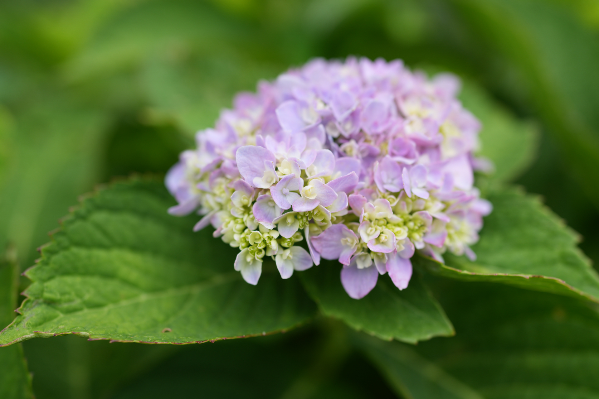 ソニー RX1R III／絞り優先AE（1/500秒、F2.8）／ISO 100