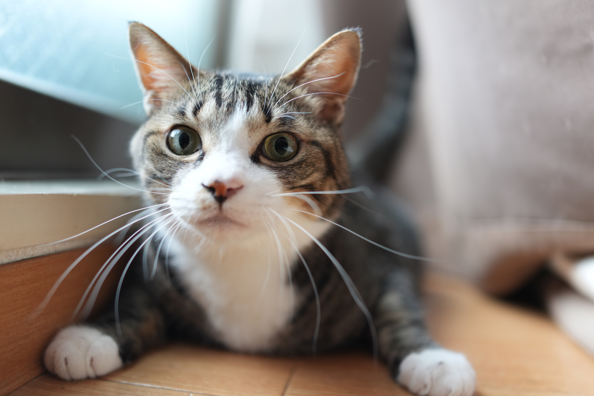 ソニー RX1R III／絞り優先AE（1/125秒、F2）／ISO 640