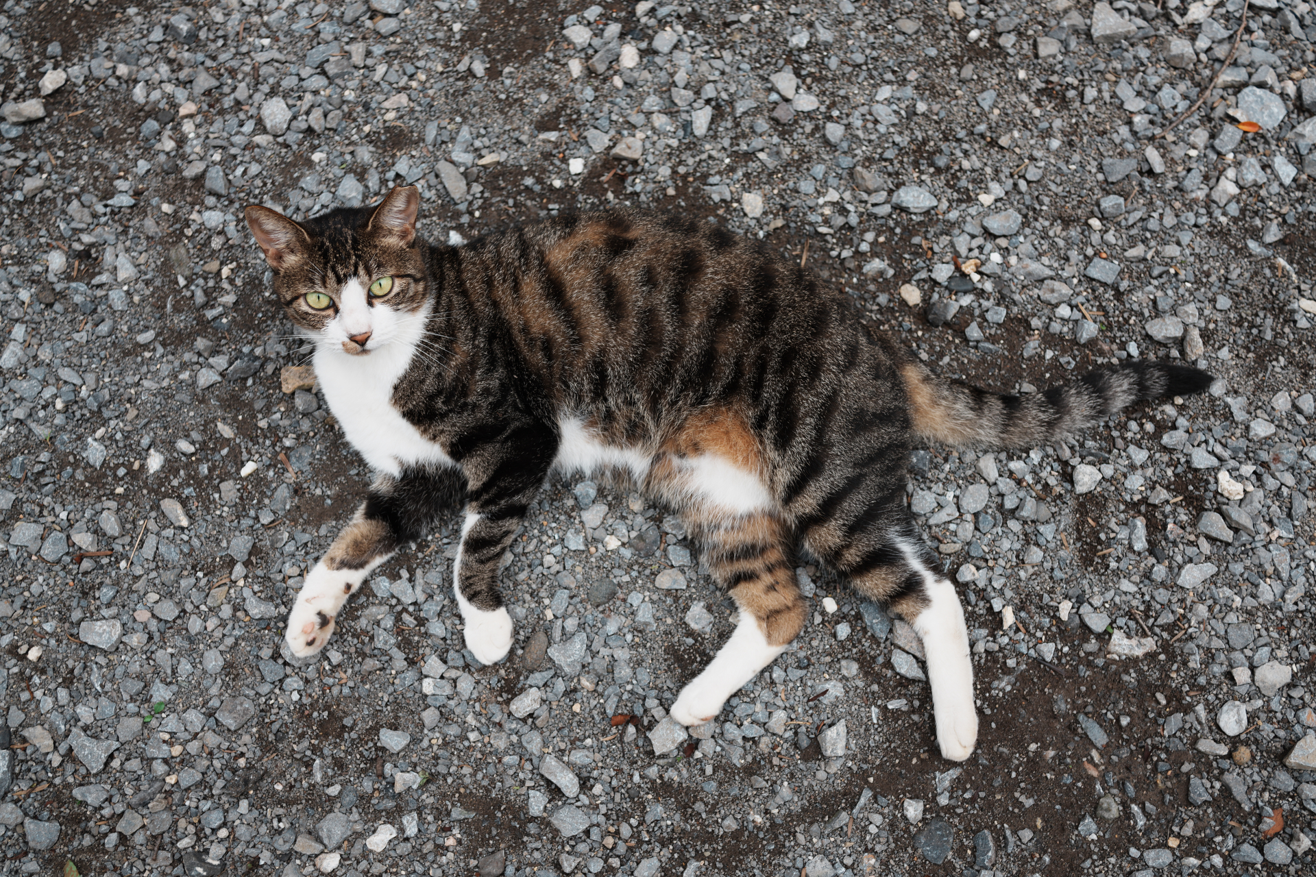 ソニー RX1R III／絞り優先AE（1/320秒、F4）／ISO 100