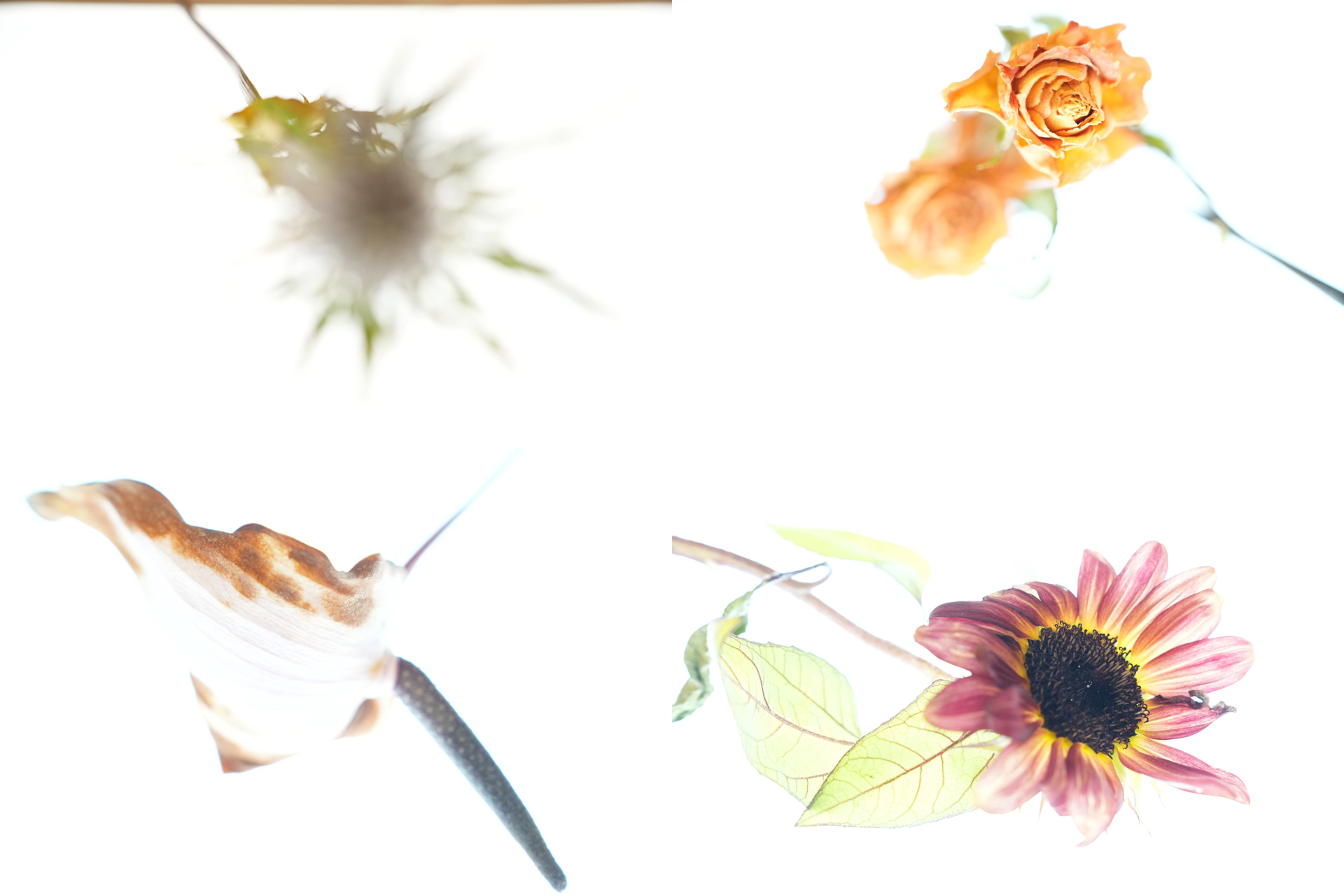 会場にビューワーを持ち込み光を当て撮影