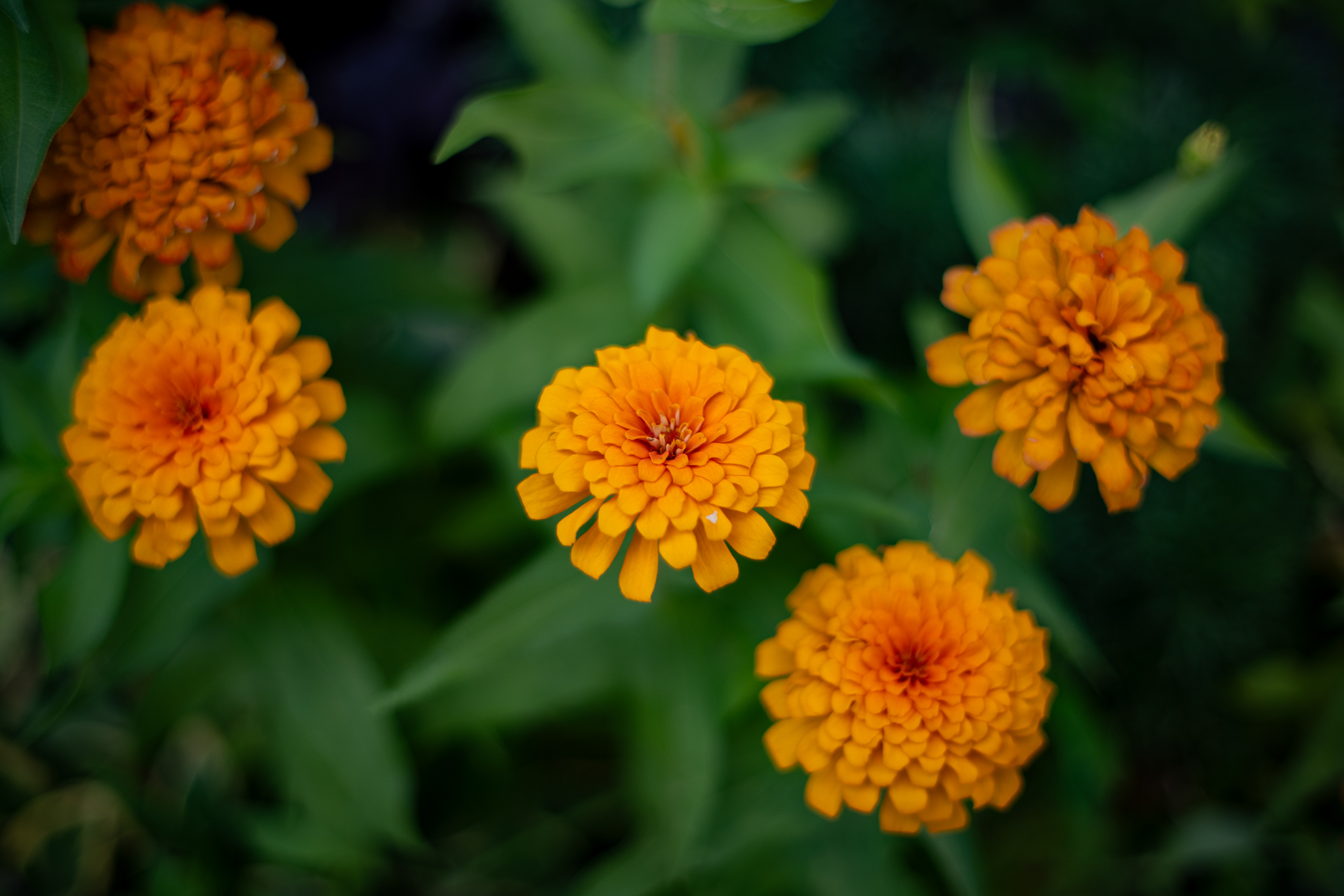 0.45mの最短撮影距離です。ハイライトには少し滲みがあり、中央と周囲の画質も違いますが、画面中央にある主要被写体を目立たせる効果があります。<span class="fnt-85">PENTAX K-1 Mark II／smc PENTAX F 50mm F1.4／50mm／絞り優先AE（1/2,000秒、F1.6、−0.7EV）／ISO 100</span>