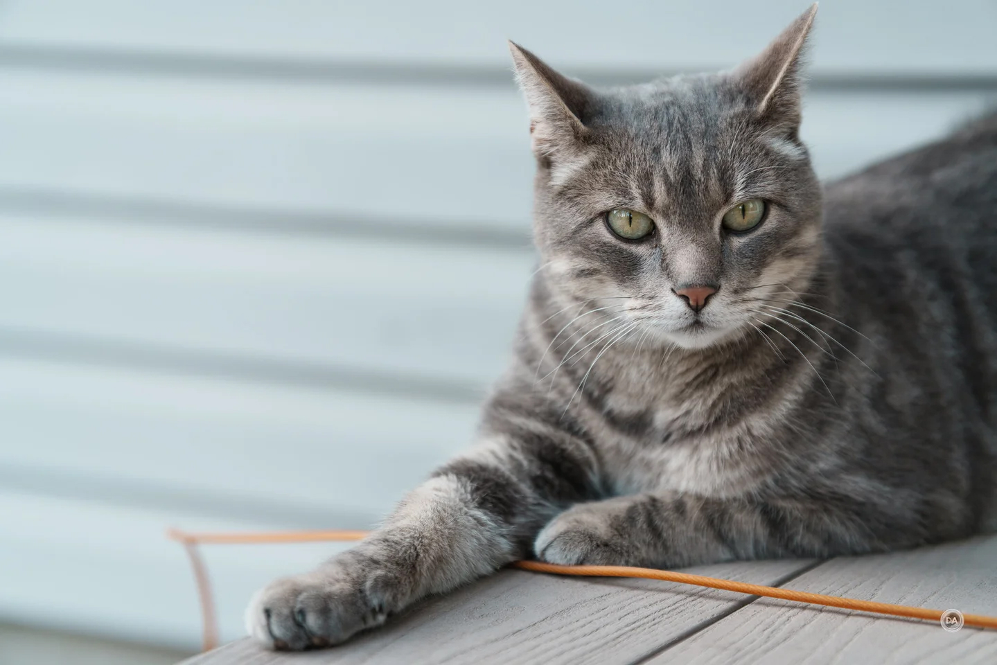 作例提供：株式会社焦点工房（以下同）