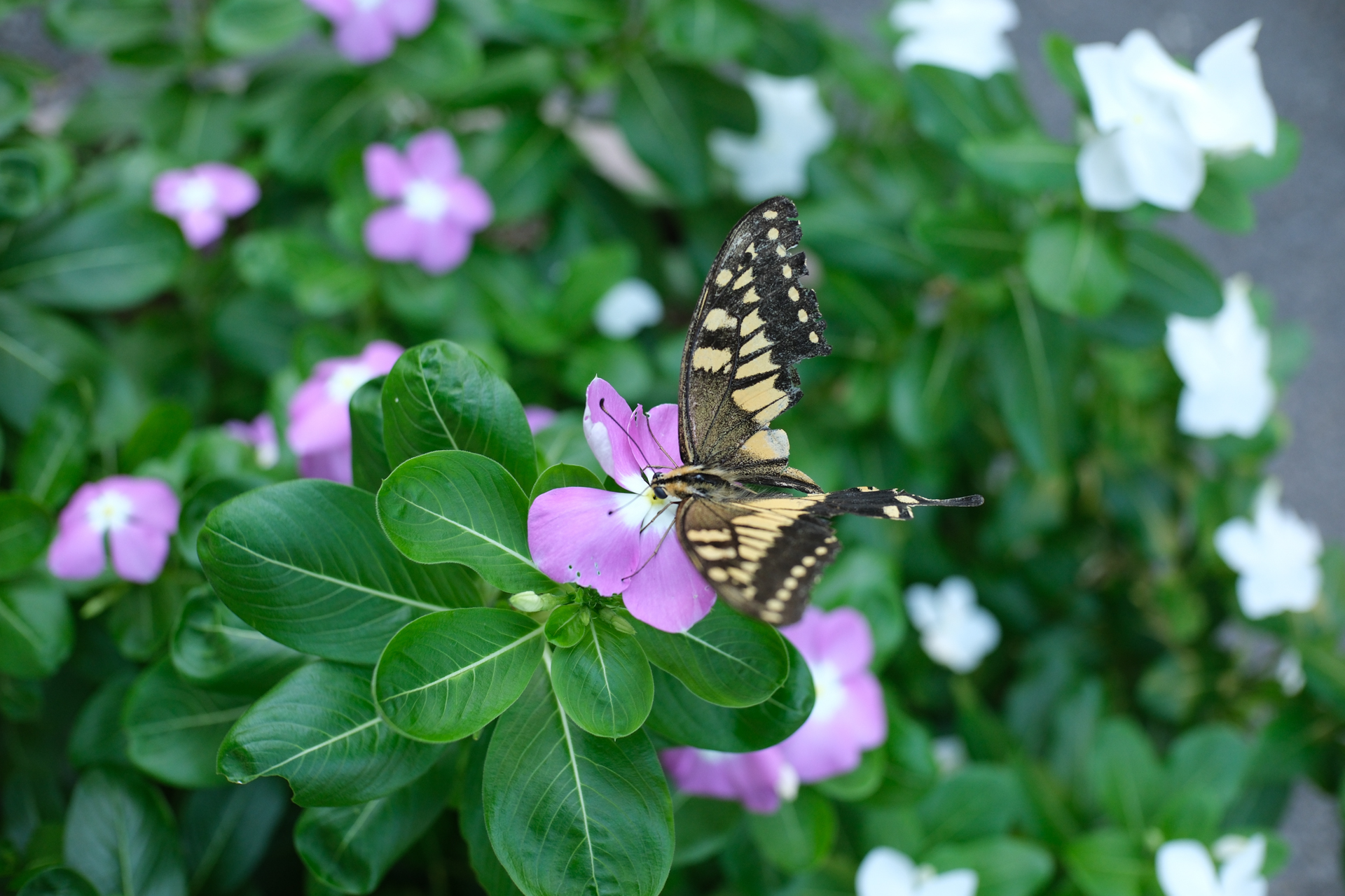 富士フイルム X-H2S／SG-image AF 25mm F1.8／絞り優先AE（1/400秒、F2.8、+0.3EV）／ISO 800