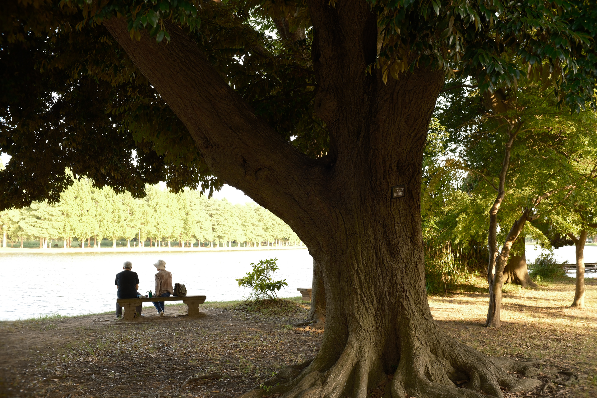 富士フイルム X-H2S／SG-image AF 25mm F1.8／絞り優先AE（1/50秒、F4.0、+0.7EV）／ISO 160