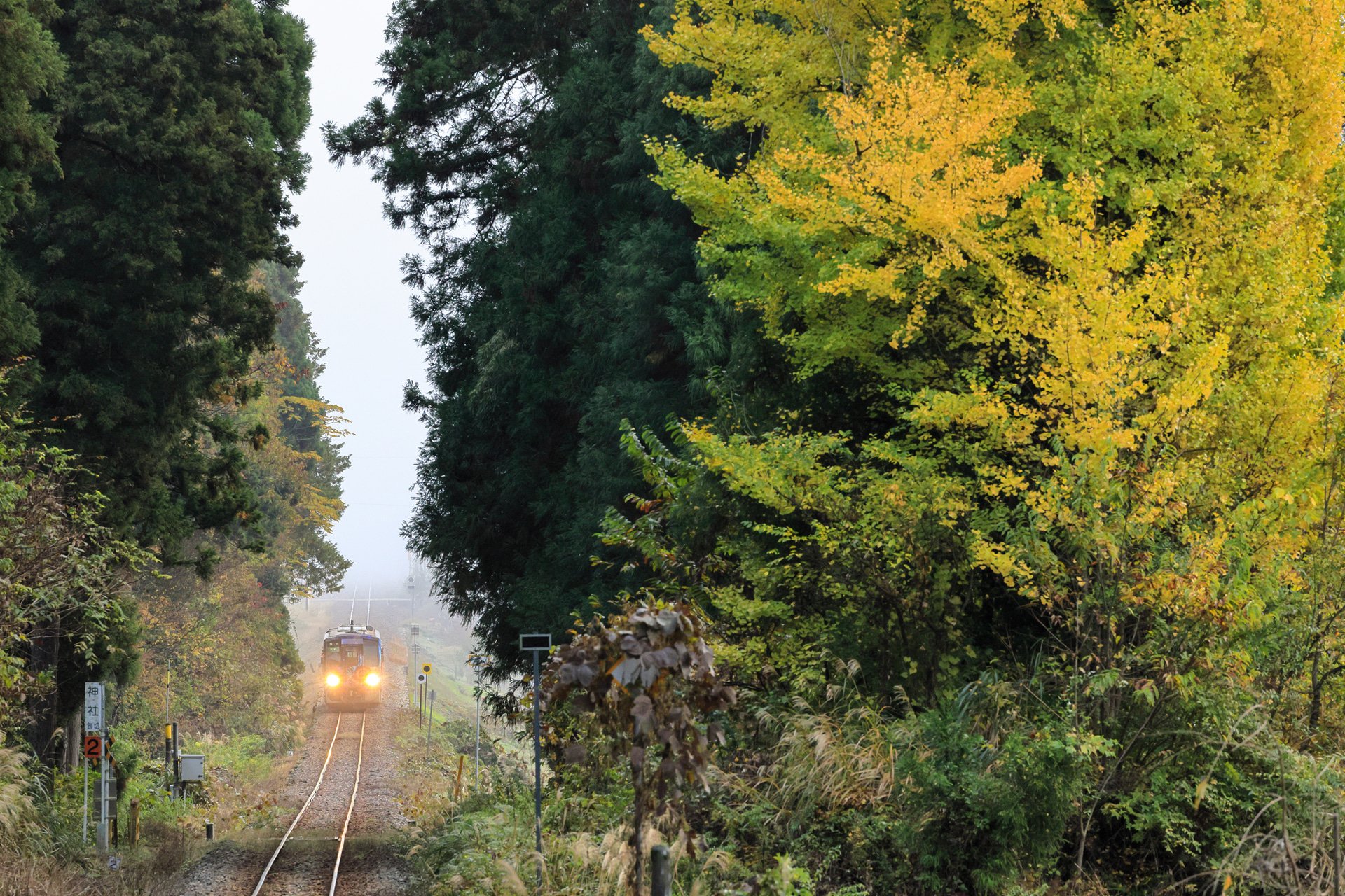 <span class="fnt-85">キヤノン EOS R5 Mark II／RF70-200mm F2.8 L IS USM Z＋EXTENDER RF1.4x／280mm／マニュアル露出（F10、1/320秒）／ISO 3200／WB：太陽光</span>