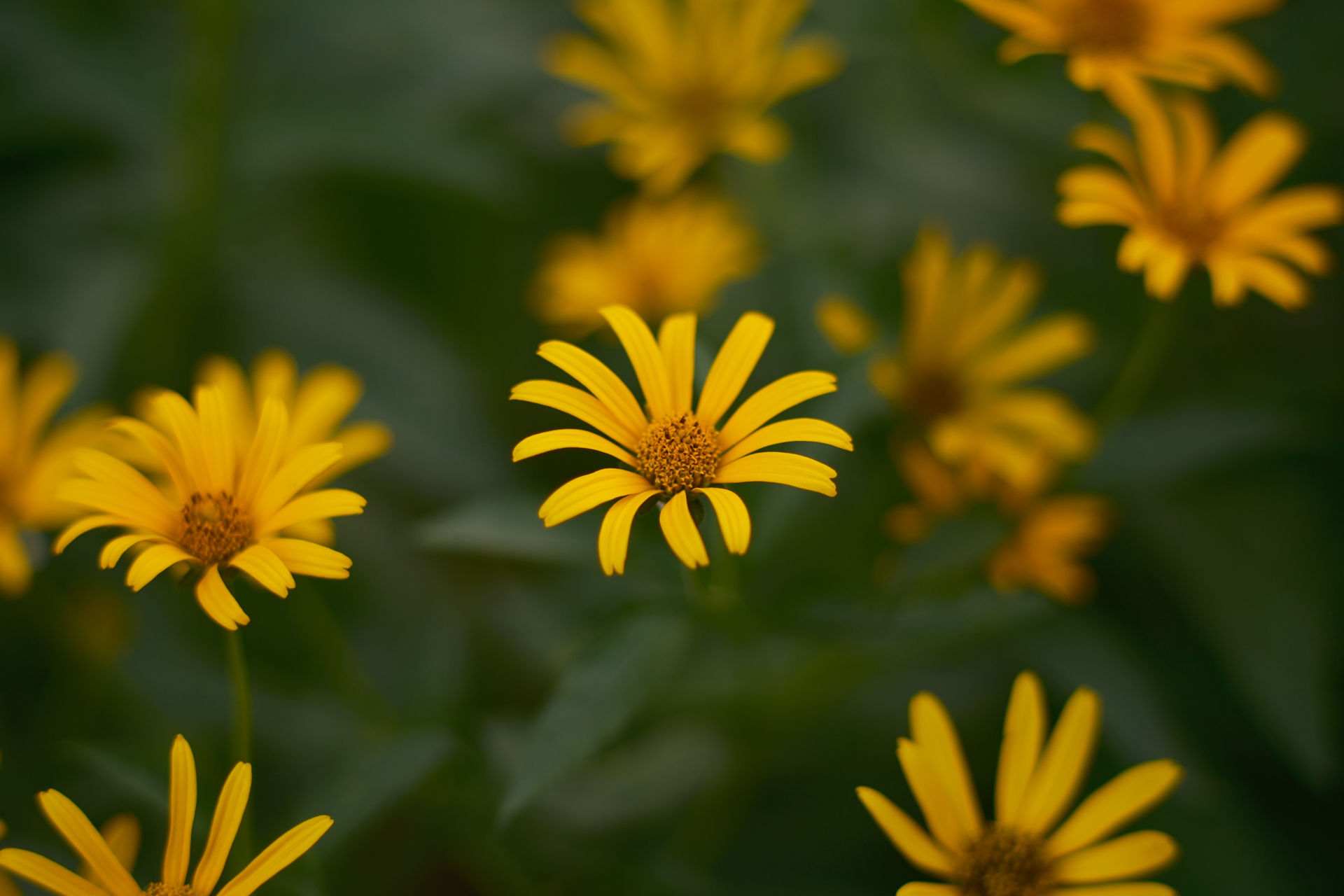 富士フイルム X-H2S／SG-image 50mm F1.4／絞り優先AE（1/750秒、F2.8、−0.7V）／ISO 160