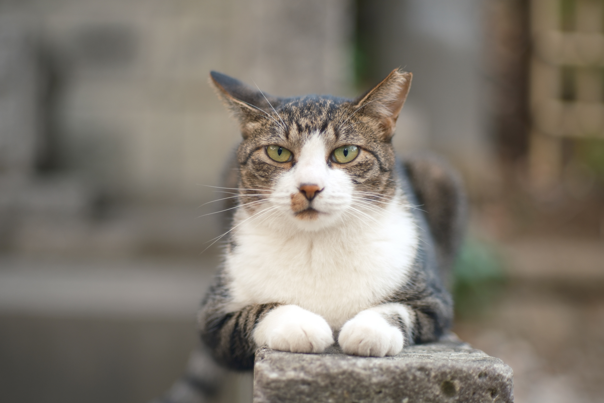 富士フイルム X-H2S／SG-image 50mm F1.4／絞り優先AE（1/60秒、F1.4、±0.0EV）／ISO 160