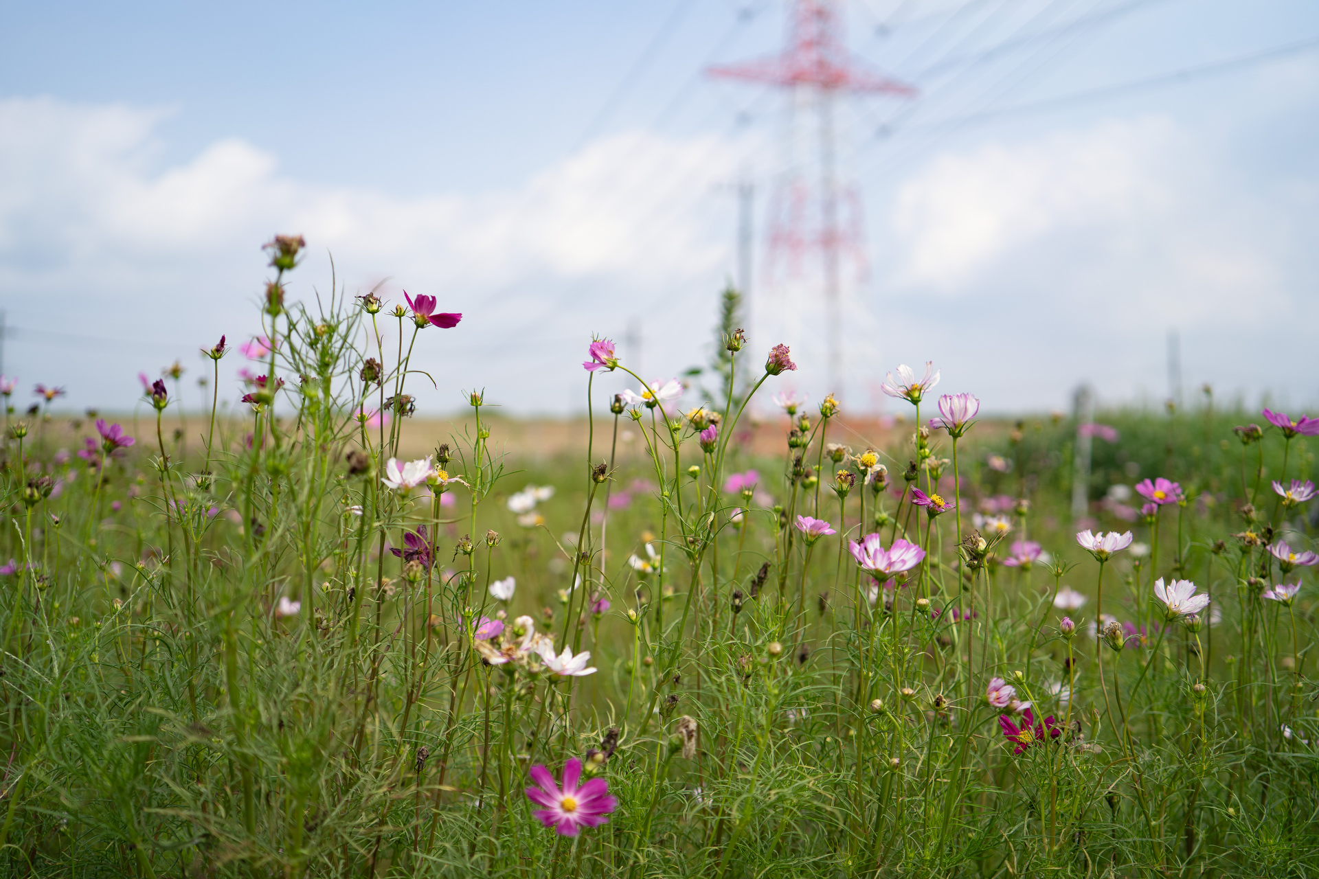 ソニーα7C／SAMYANG VAF 35mm T1.9／35mm／絞り優先AE（1/2500秒、F2.8）／ISO 100