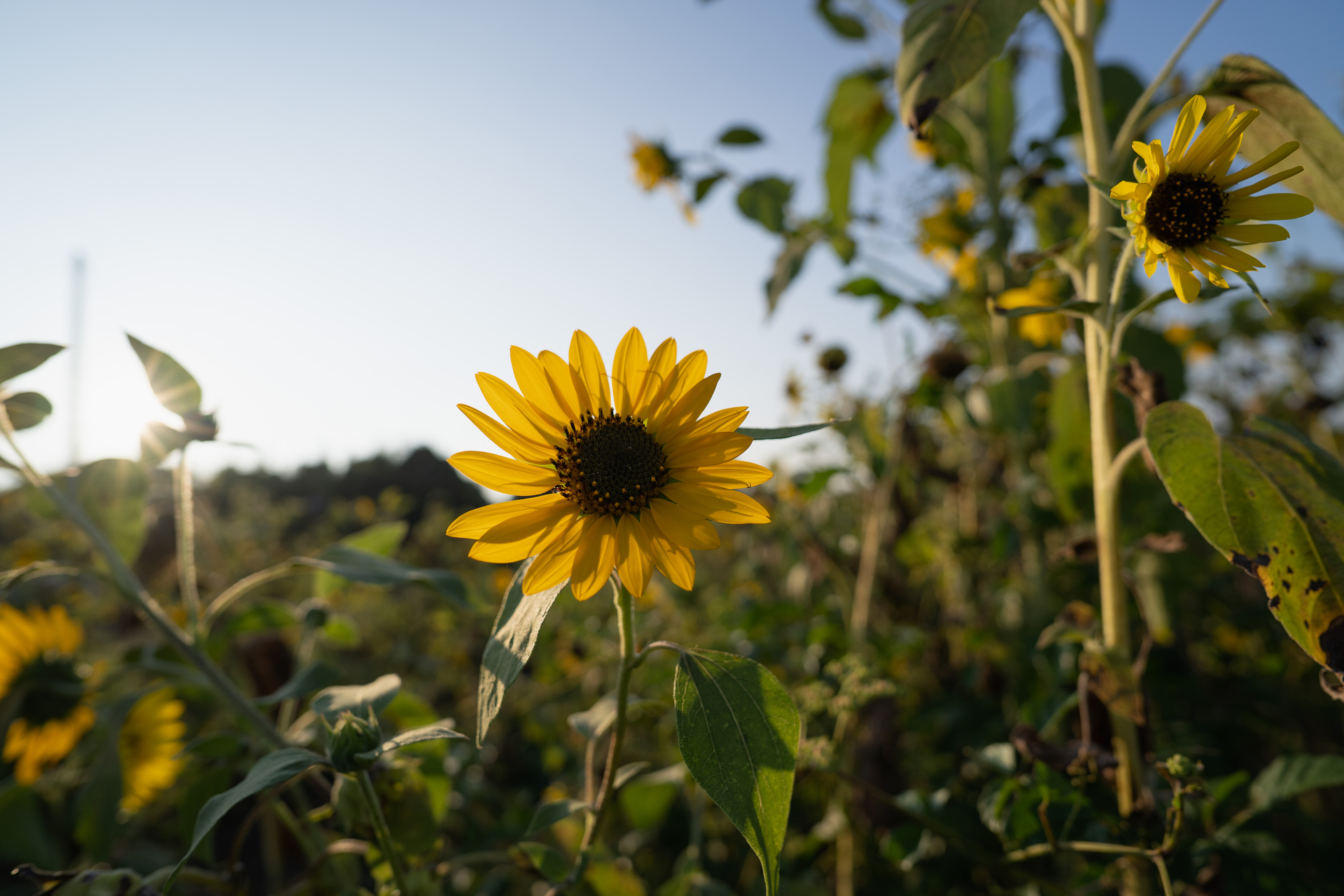 ソニーα7C／SAMYANG VAF 20mm T1.9／20mm／Aperture Priority（1/1600秒、F3.2）／ISO 100