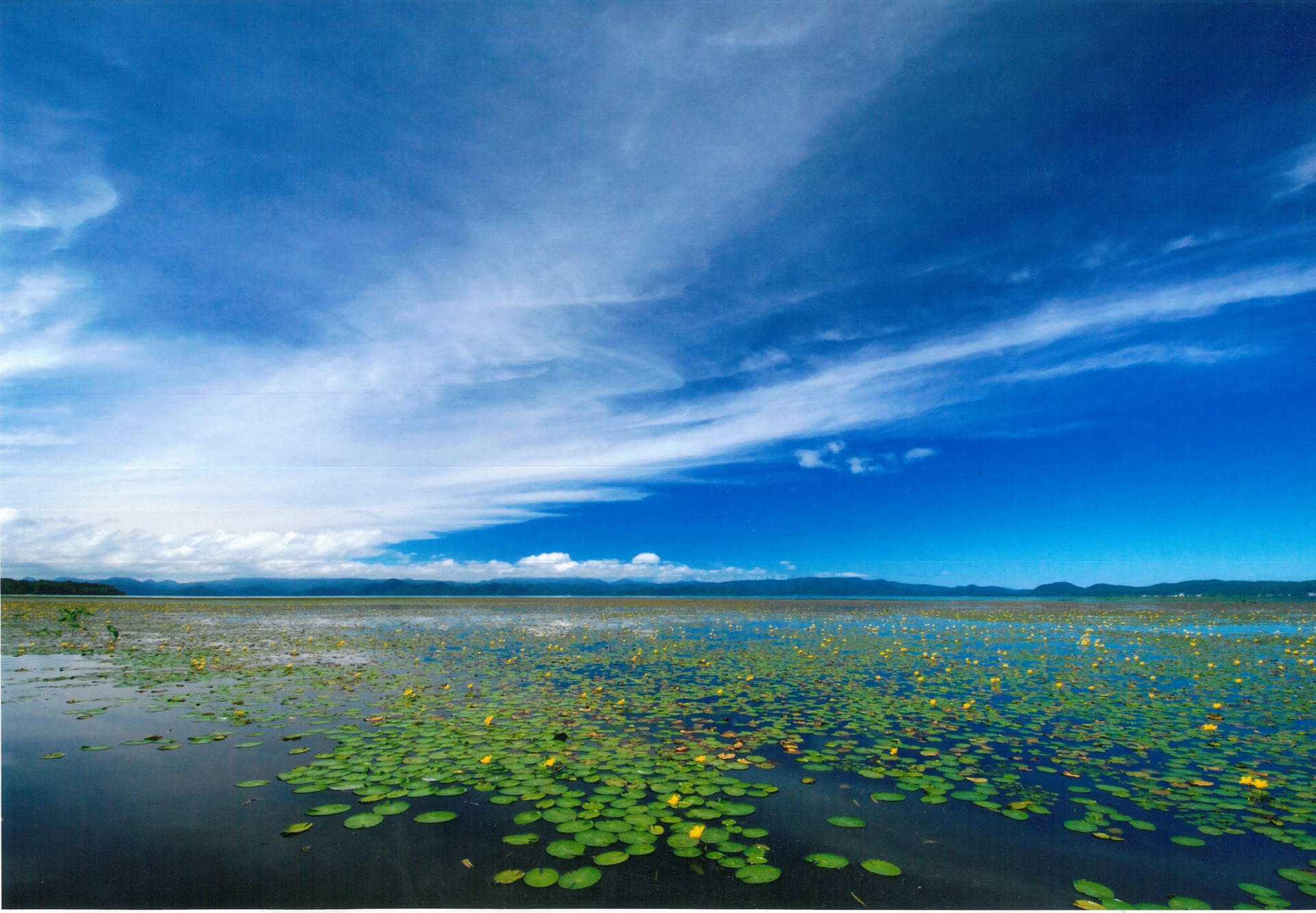 開花個体の国内最大級の生息地である猪苗代湖のアサザ（写真：猪苗代湖・裏磐梯湖沼フォトコンテスト入賞作品）
