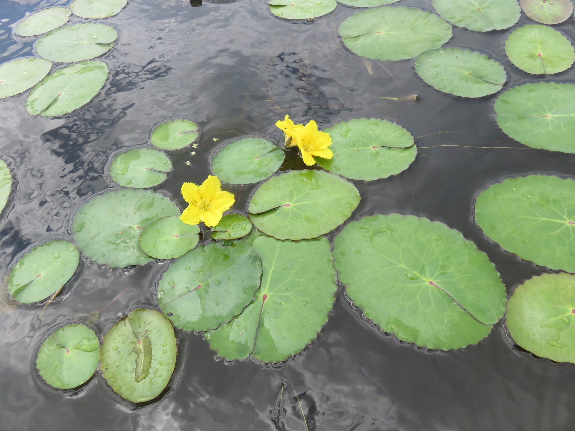 黄色い花が咲くアサザ