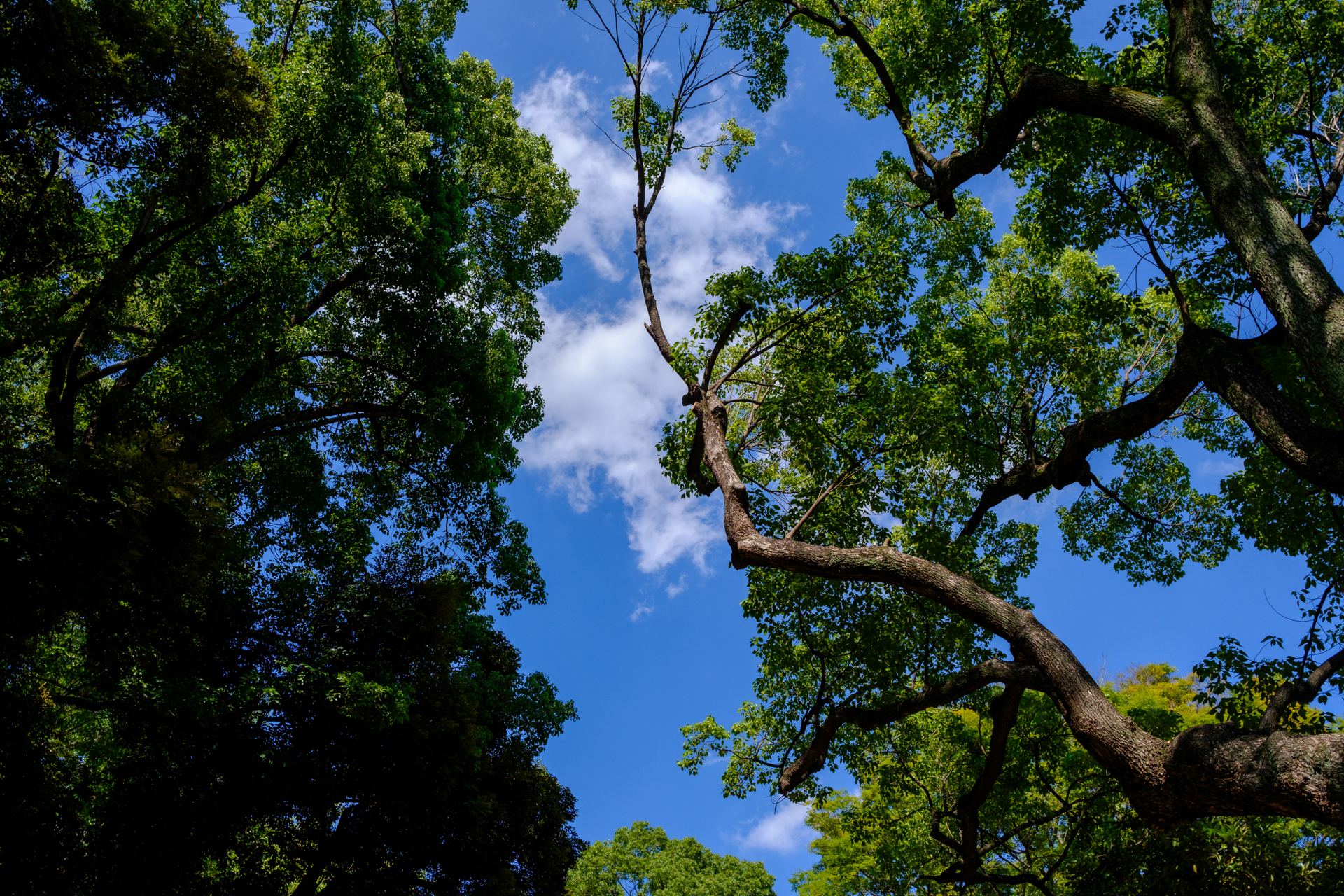 今年の夏は猛暑でしたが、都内でも青空が綺麗に感じる日が多かったような。ビルや電線を入れないとどこで撮影したかわかりません。<br><span class="fnt-85">富士フイルム X-E5／XF23mmF2.8 R WR／23mm（35mm相当）／絞り優先AE（1/1,400秒、F5.6、−1EV）／ISO 400／フィルムシミュレーション: Velvia/ビビッド</span>