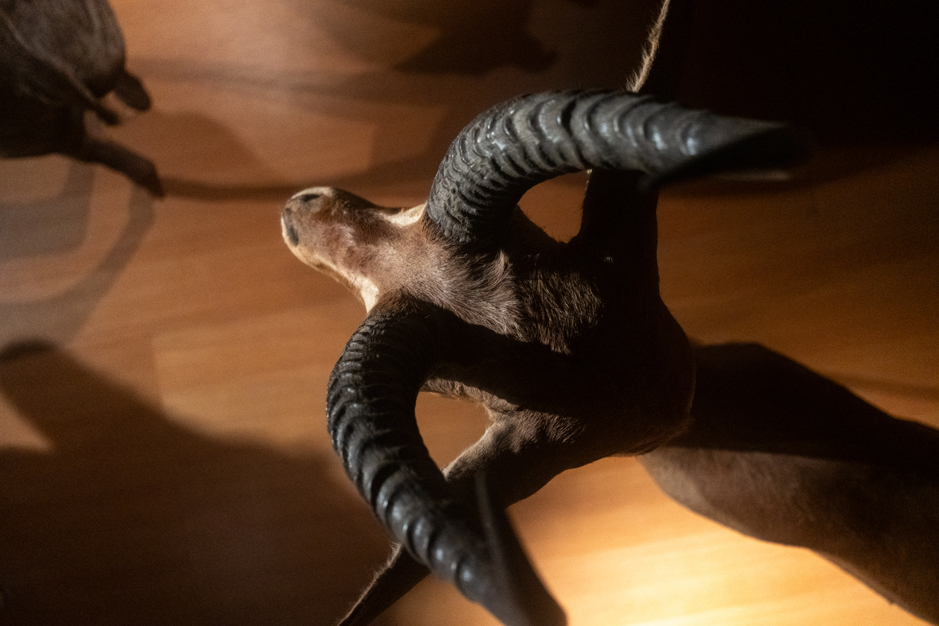 照明は電球色のLED光だと思います。高感度でもうまく階調を繋げてきますね。<br><span class="fnt-85">富士フイルム X-E5／XF23mmF2.8 R WR／23mm（35mm相当）／絞り優先AE（1/45秒、F4.0、−1EV）／ISO 400／フィルムシミュレーション: PROVIA/スタンダード</span>