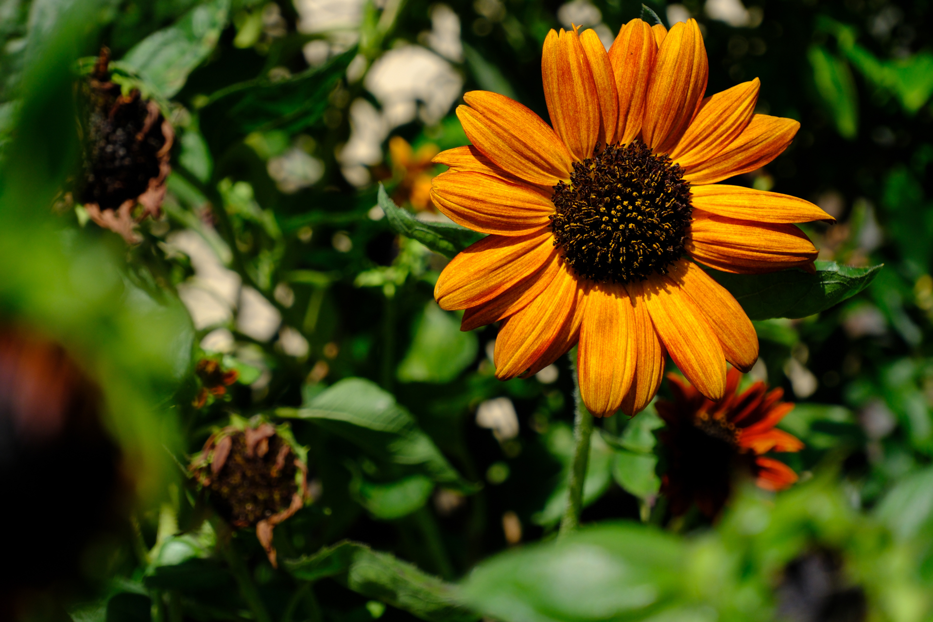 廉価レンズですが、すばらしくコントラストが高く、合焦点はチリチリとした描写で高性能ですね。大口径ではありませんが、ボケにもクセがありません。<br><span class="fnt-85">富士フイルム X-E5／XF23mmF2.8 R WR／45mm（68mm相当）／プログラムAE（1/1,000秒、F5.6、−1EV）／ISO 400／フィルムシミュレーション: Velvia/ビビッド</span>