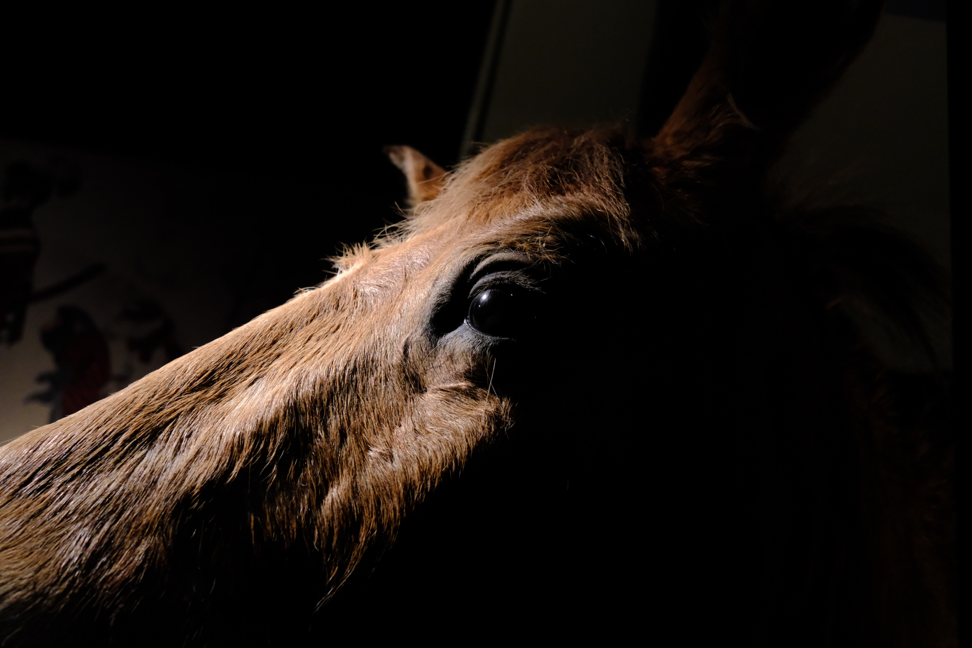 スポット光が当たる馬。ハイライト部分の階調を出すため、シャドーは捨てていますが、不自然にはなりませんでした。何も指示しなくても眼球に合焦しました。<br><span class="fnt-85">富士フイルム X-E5／XF23mmF2.8 R WR／23mm（35mm相当）／プログラムAE（1/210秒、F4.5、−2.3EV）／ISO 3200／フィルムシミュレーション: PROVIA/スタンダード</span>