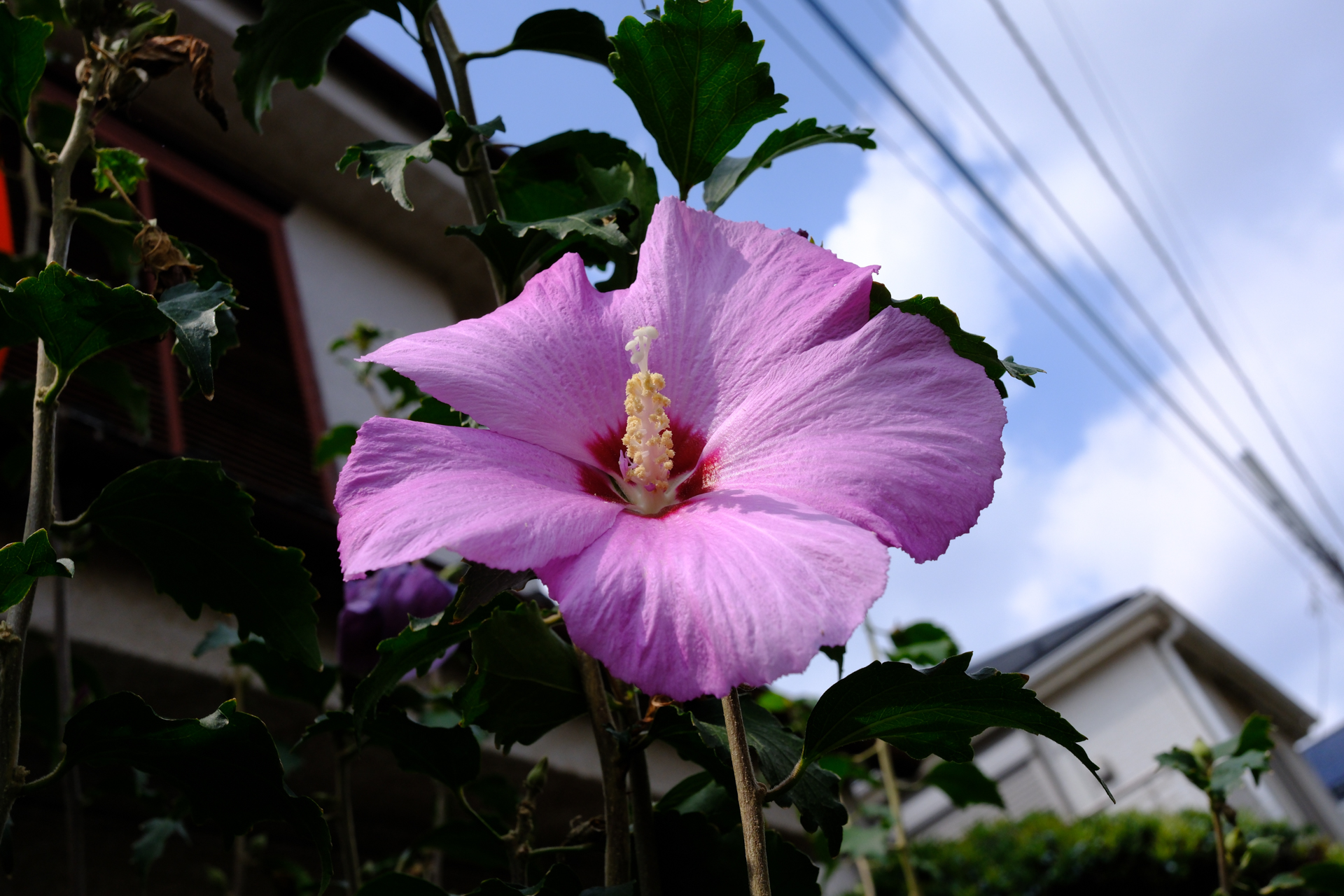 街角に咲く花もよく撮るのですが、周囲の状況をうまく取り入れれば都市風景のひとつになると考えています。ほぼノールックでの撮影ですが、合焦位置も適切でした。<br><span class="fnt-85">富士フイルム X-E5／XF23mmF2.8 R WR／23mm（35mm相当）／絞り優先AE（1/1,100秒、F8.0、−0.7EV）／ISO 400／フィルムシミュレーション: PROVIA/スタンダード</span>