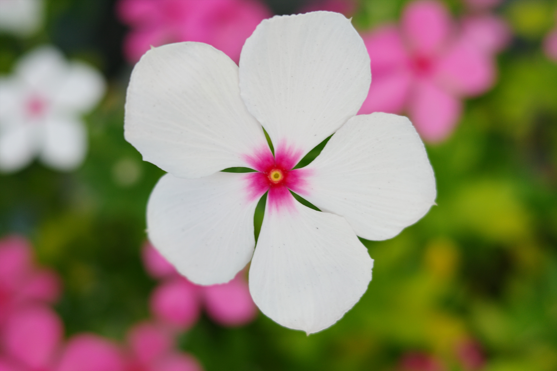 まろやかで淡い白のトーンが美しい<br>GR IV／18.3mm（28mm相当）／プログラムAE（F2.8、1/100秒、＋1.0EV）／ISO 200／WB：AWB／イメージコントロール：スタンダード