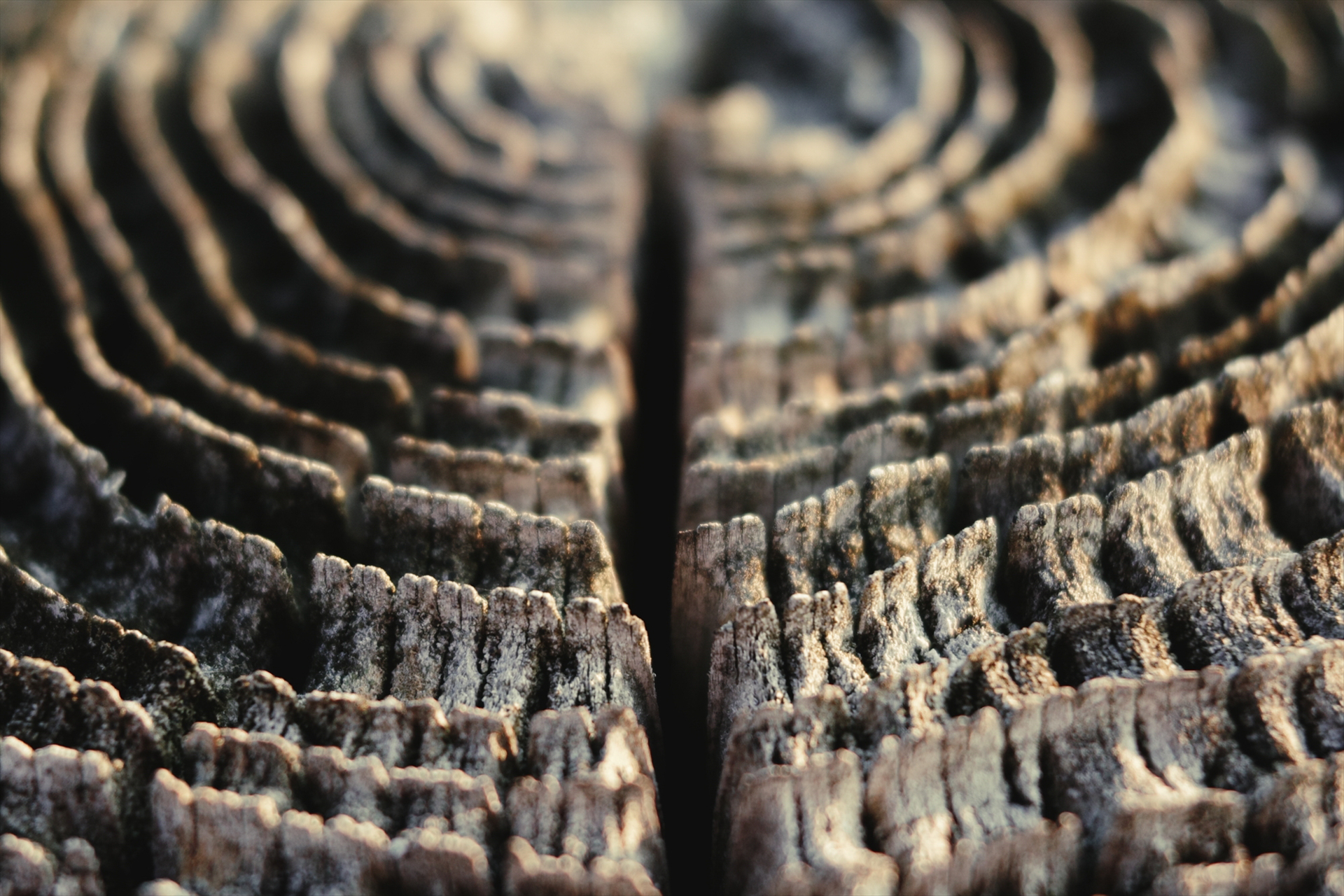 切り株の細部まで写し込んだ<br>GR IV／18.3mm（クロップ50㎜）／プログラムAE（F2.8、1/40秒）／ISO 200／WB：太陽光／イイメージコントロール：シネマ調（Y）