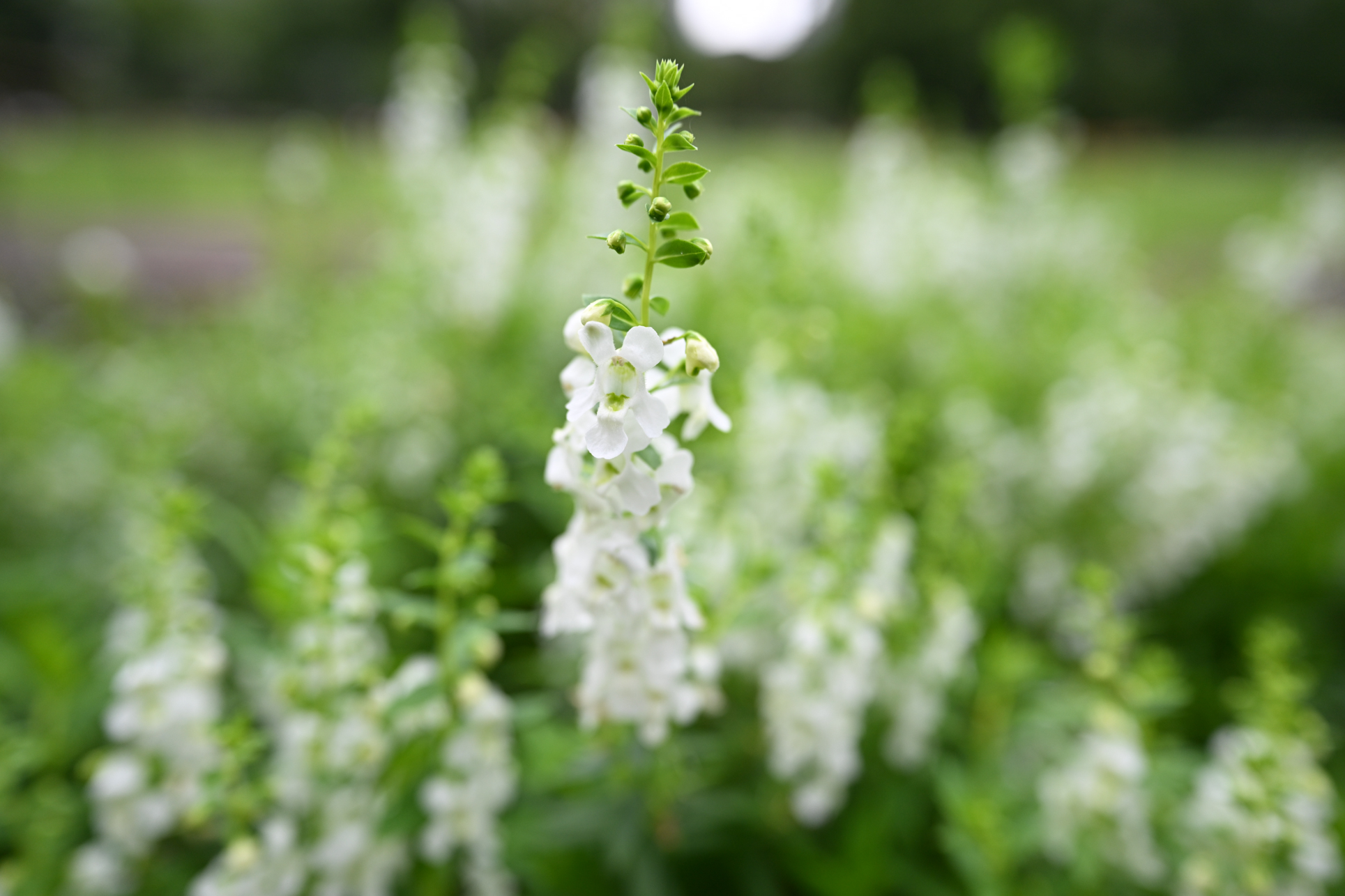 ニコン Z8／NIKKOR Z 24-70mm f/2.8 S II／24mm／絞り優先AE（1/250秒、F2.8、＋1.3EV）／ISO 400