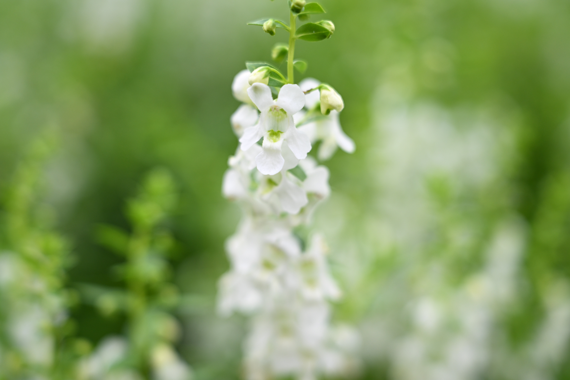 ニコン Z8／NIKKOR Z 24-70mm f/2.8 S II／70mm／絞り優先AE（1/200秒、F2.8、＋0.7EV）／ISO 400